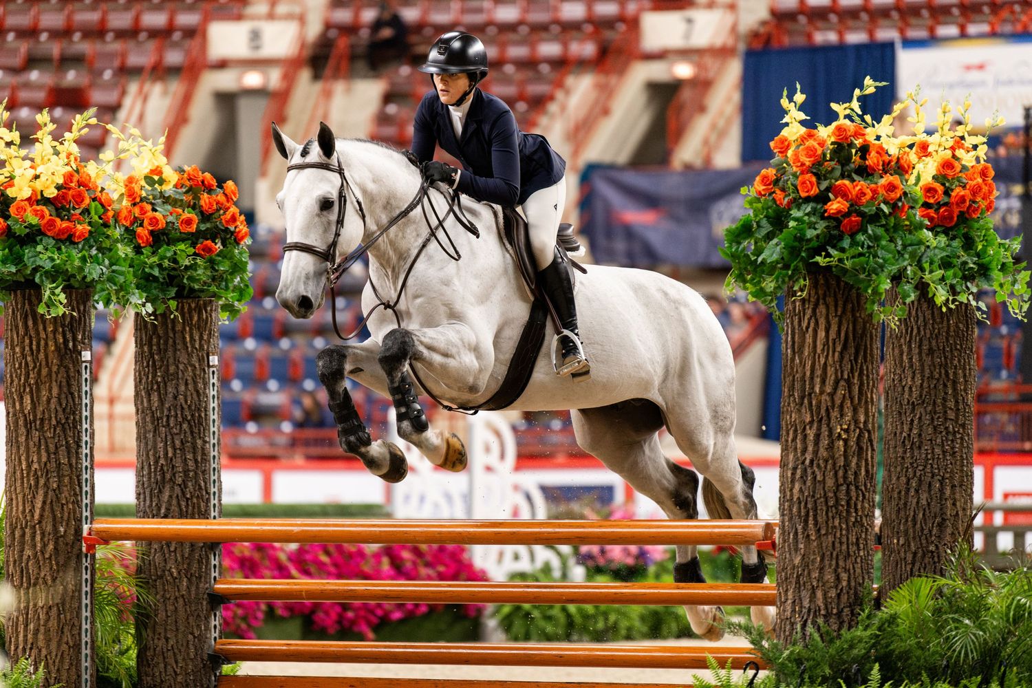 Equine Photography
