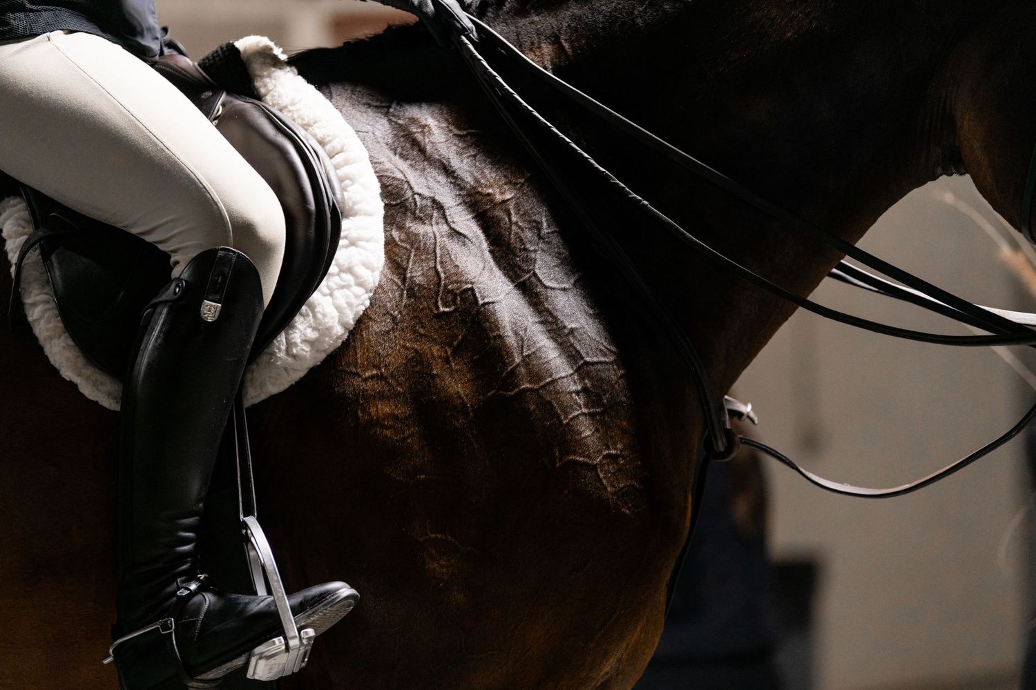 Equine Photography