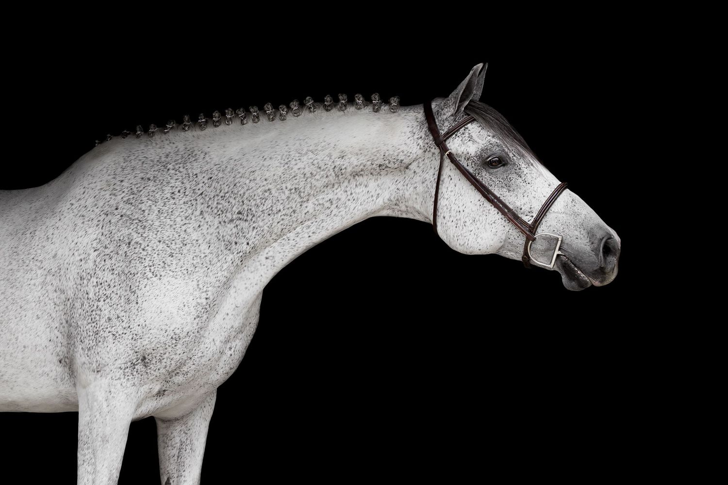 Equine Photography