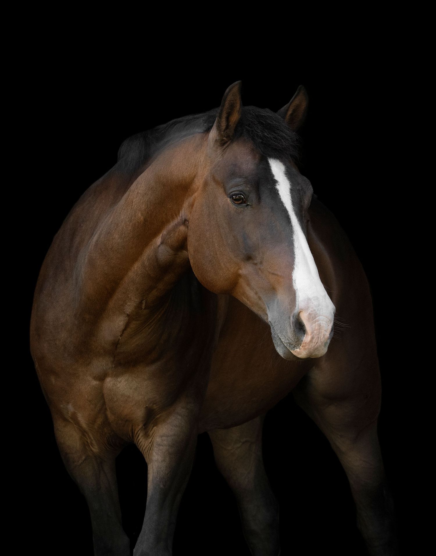 Equine Photography