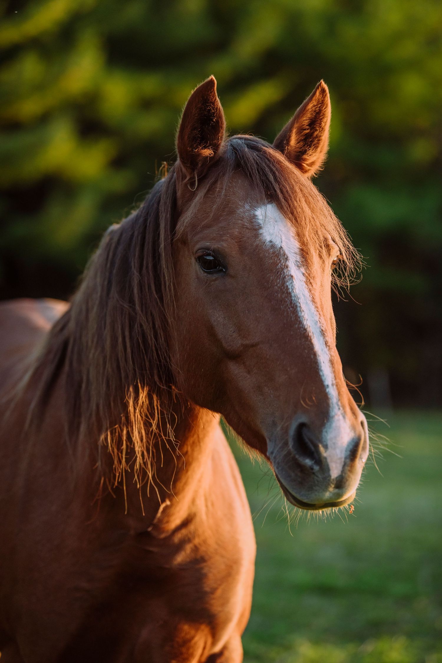 Equine Photography