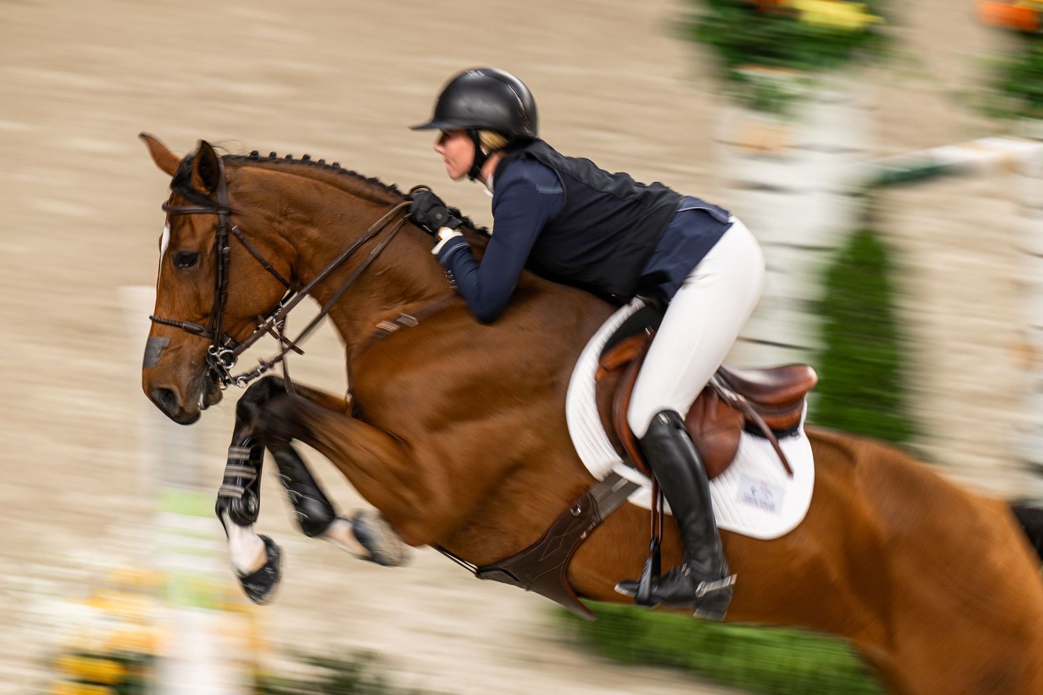 Equine Photography
