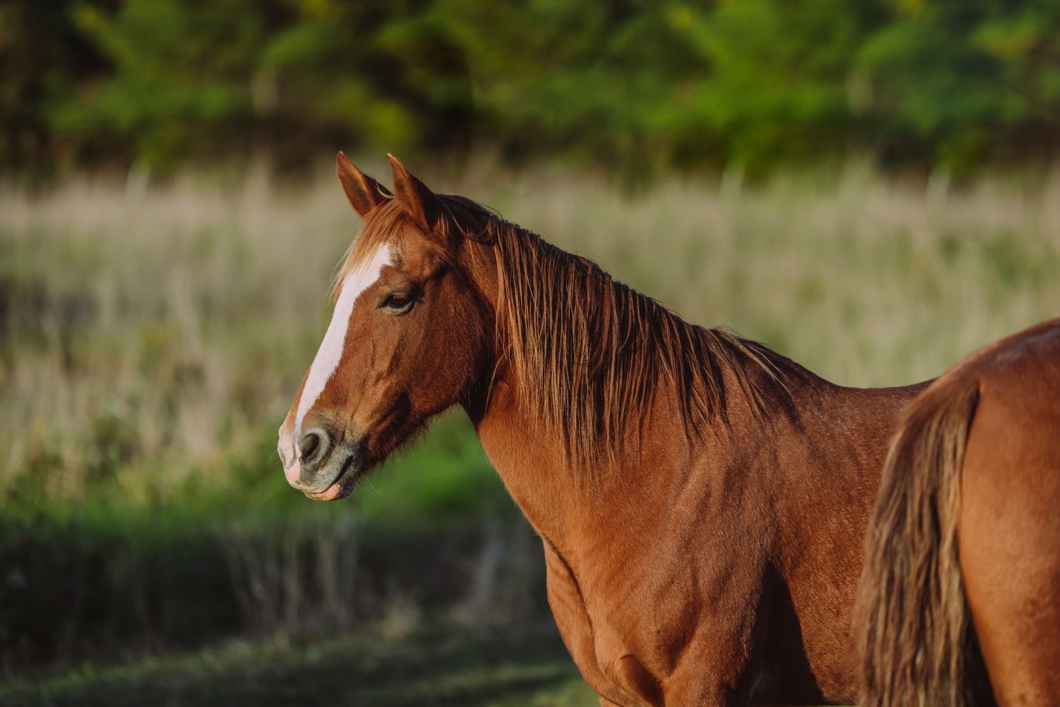 Equine Photography
