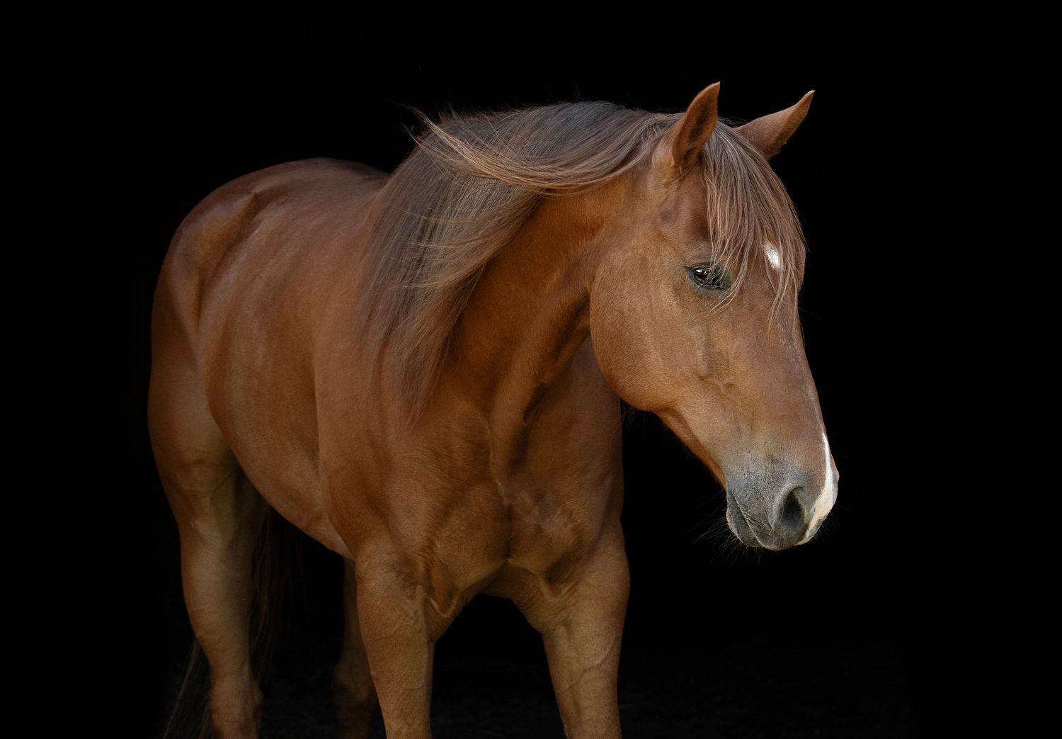 Equine Photography