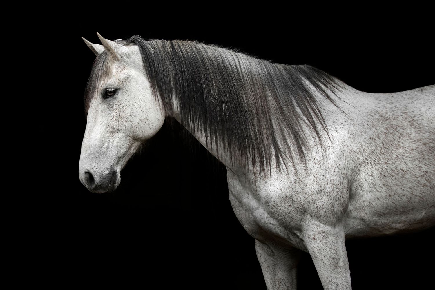 Equine Photography