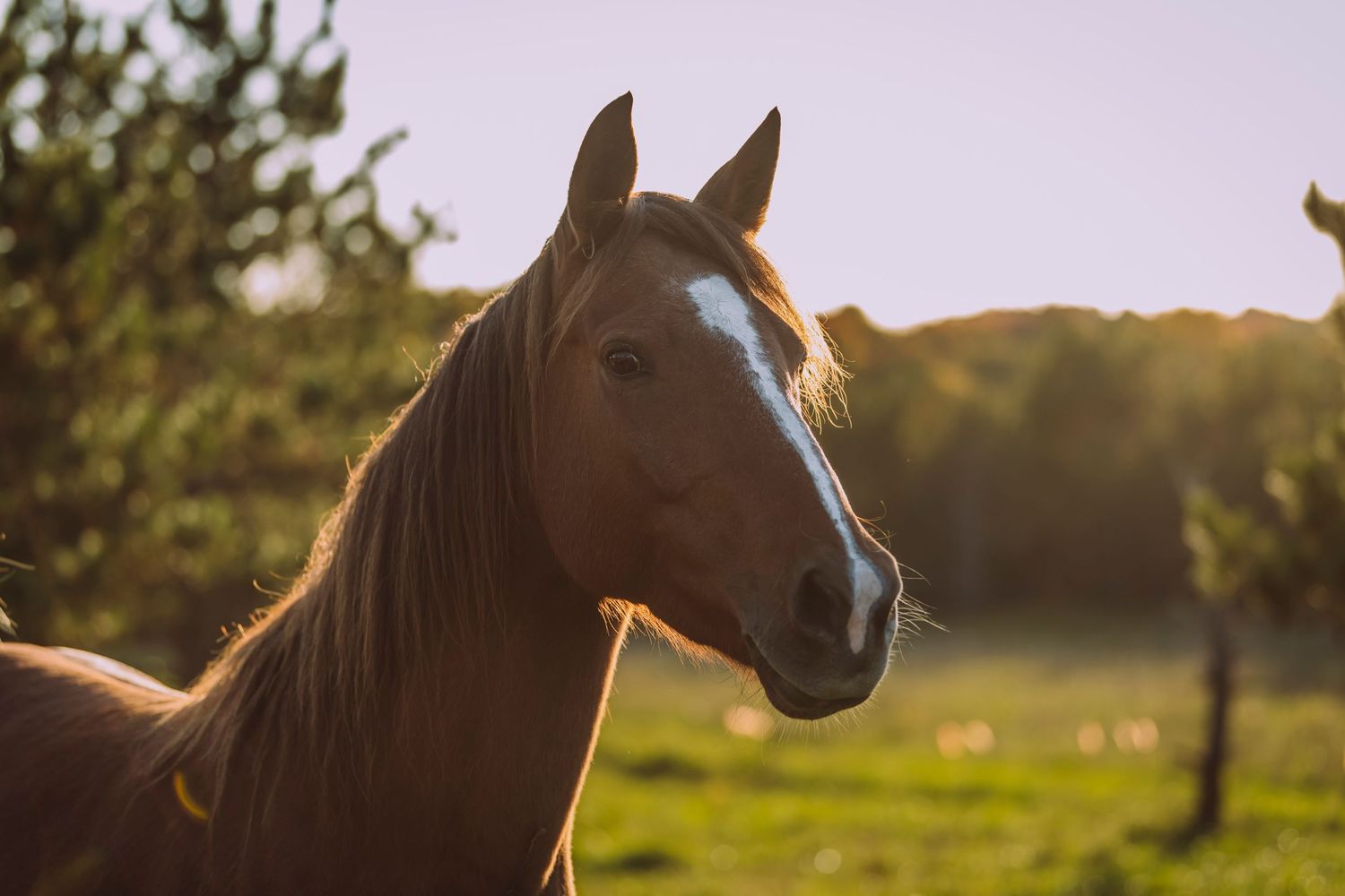 Equine Photography