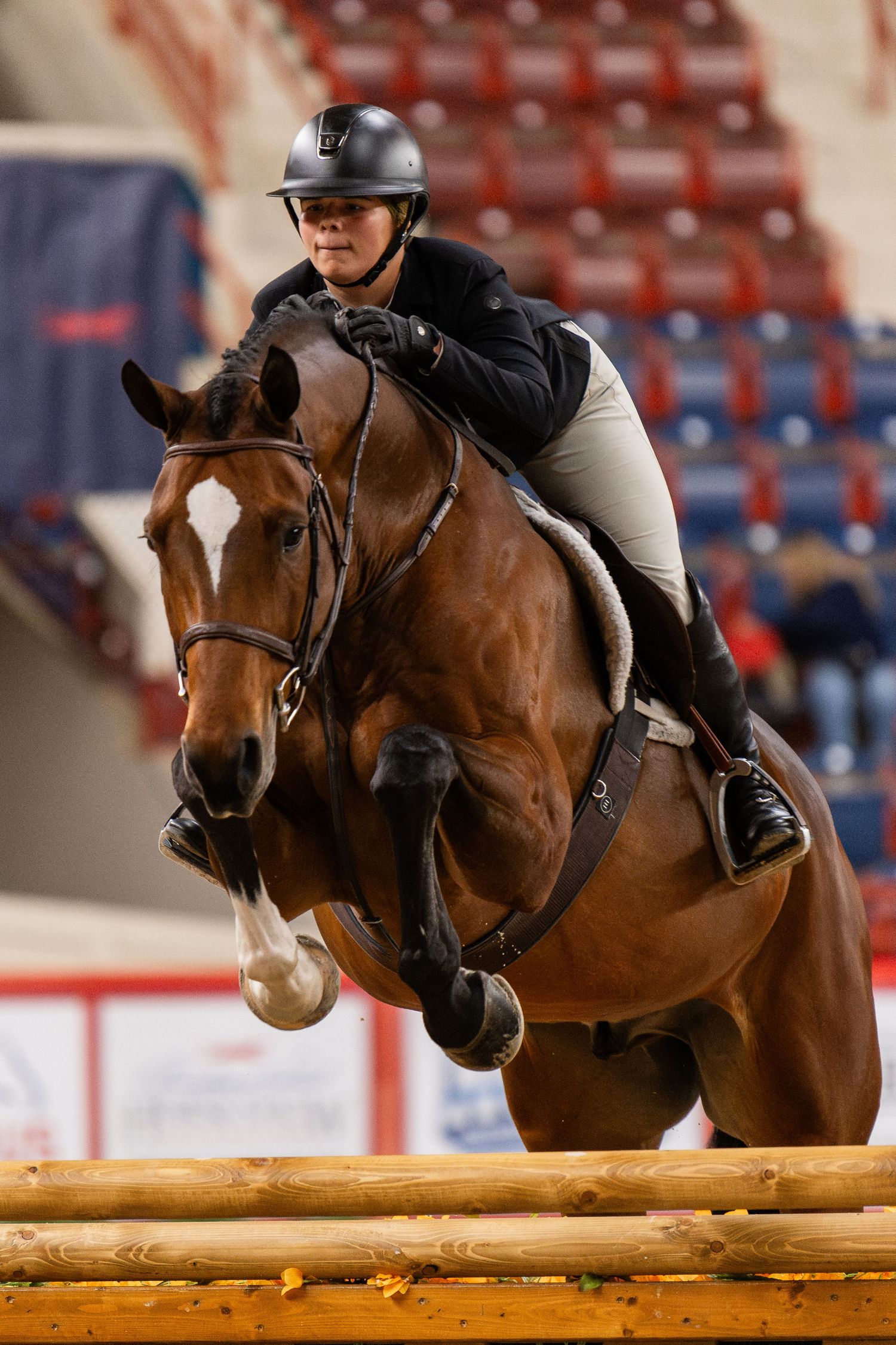 Equine Photography