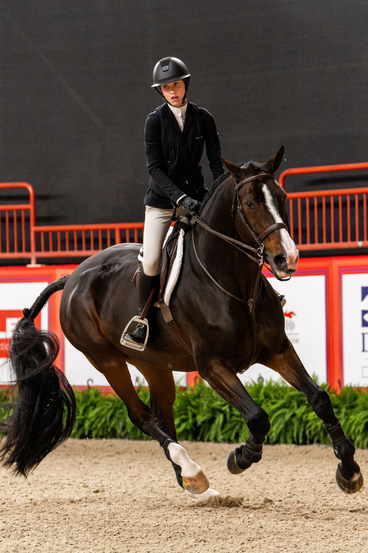 Equine Photography