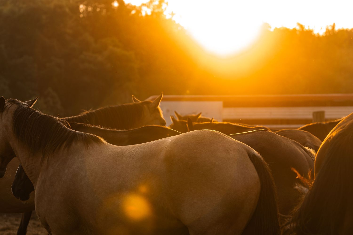 Rodeo Photography