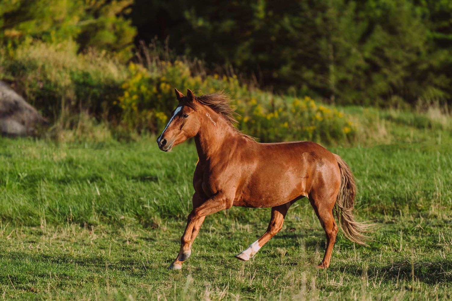 Equine Photography