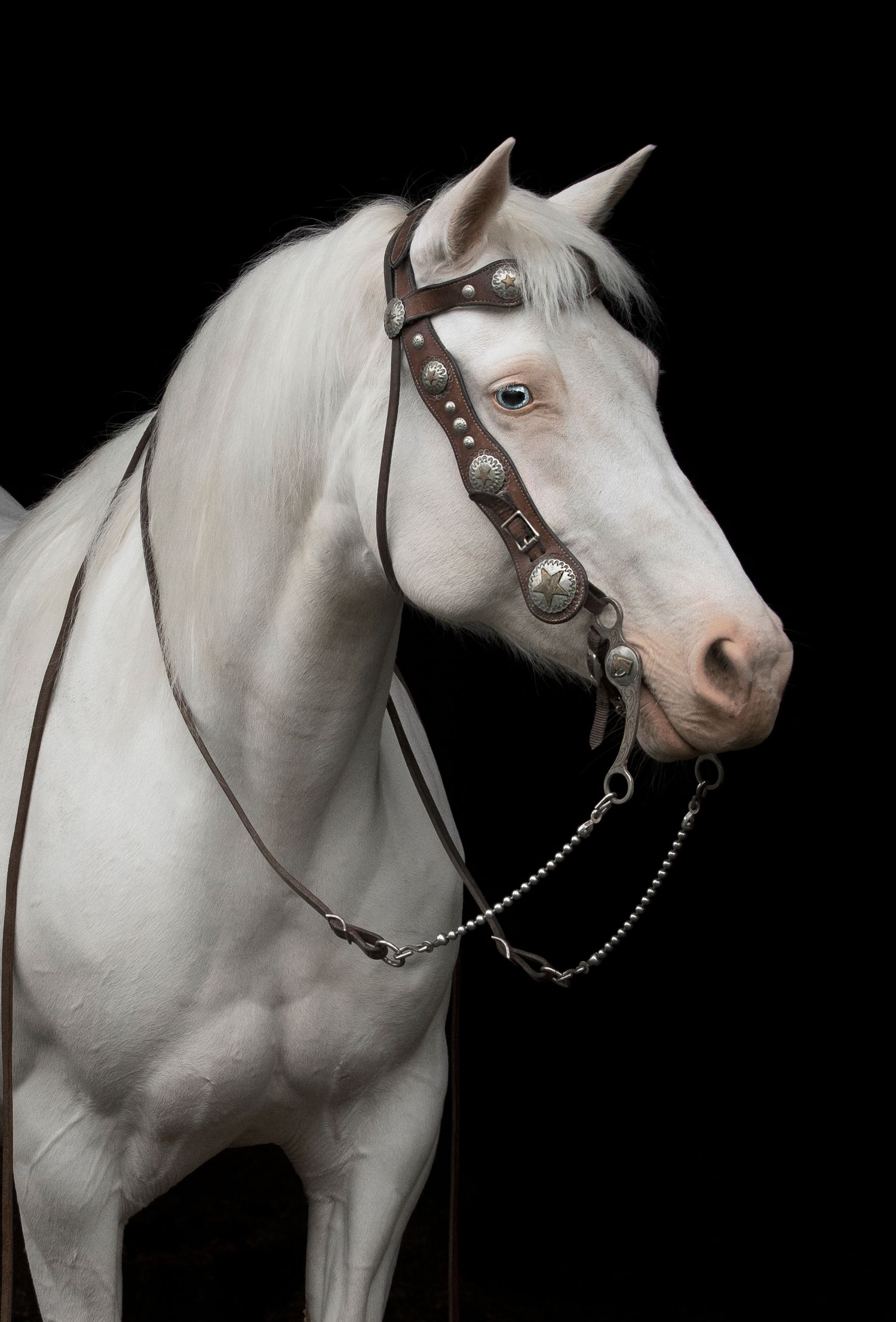 Equine Photography