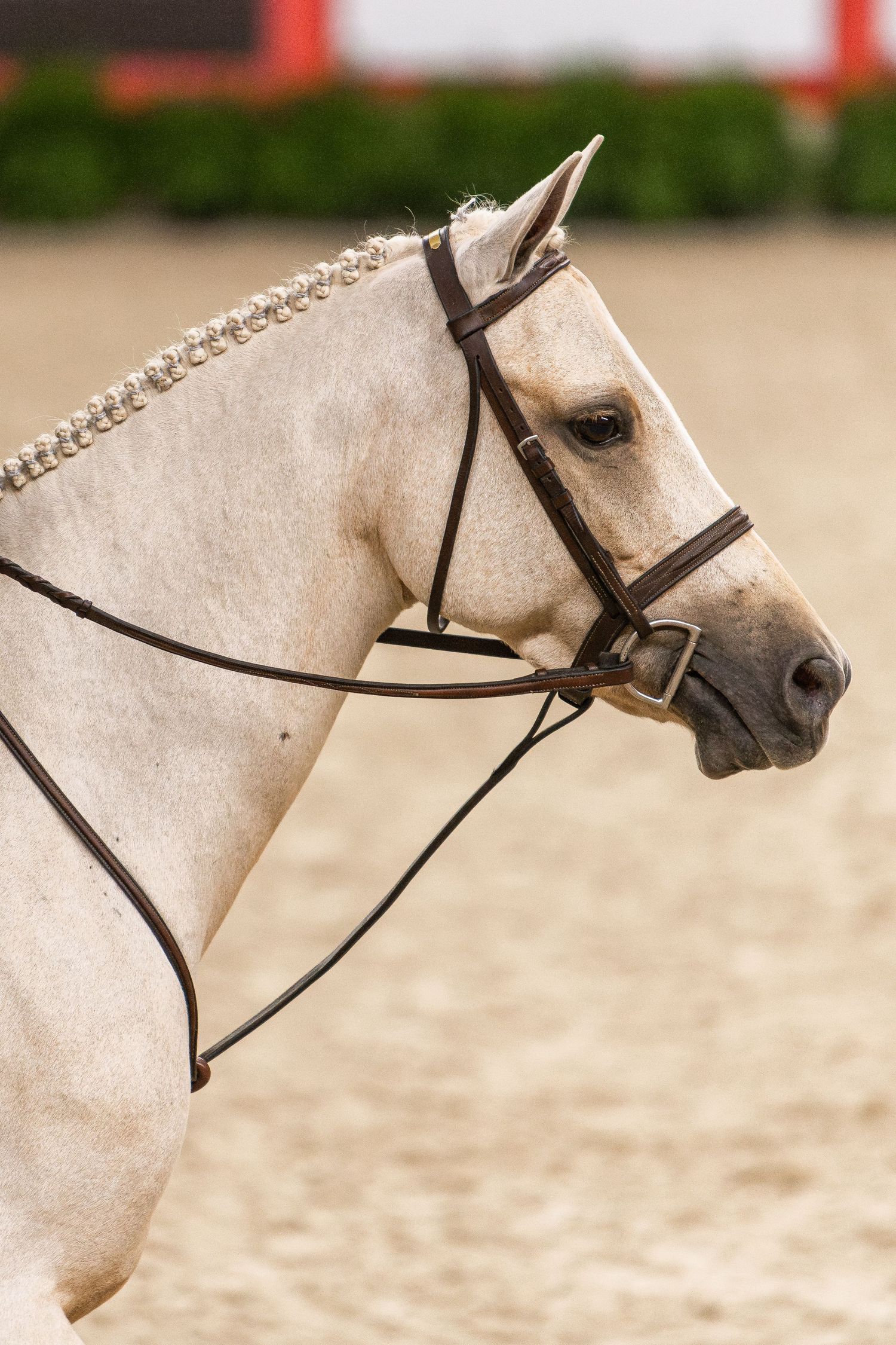 Equine Photography