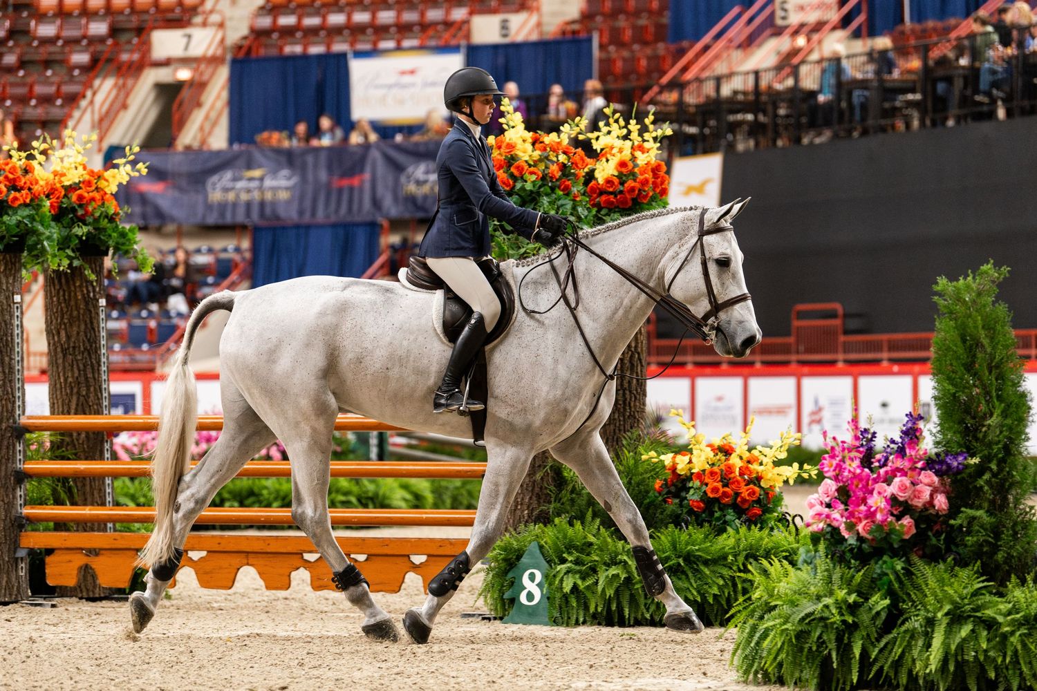 Equine Photography