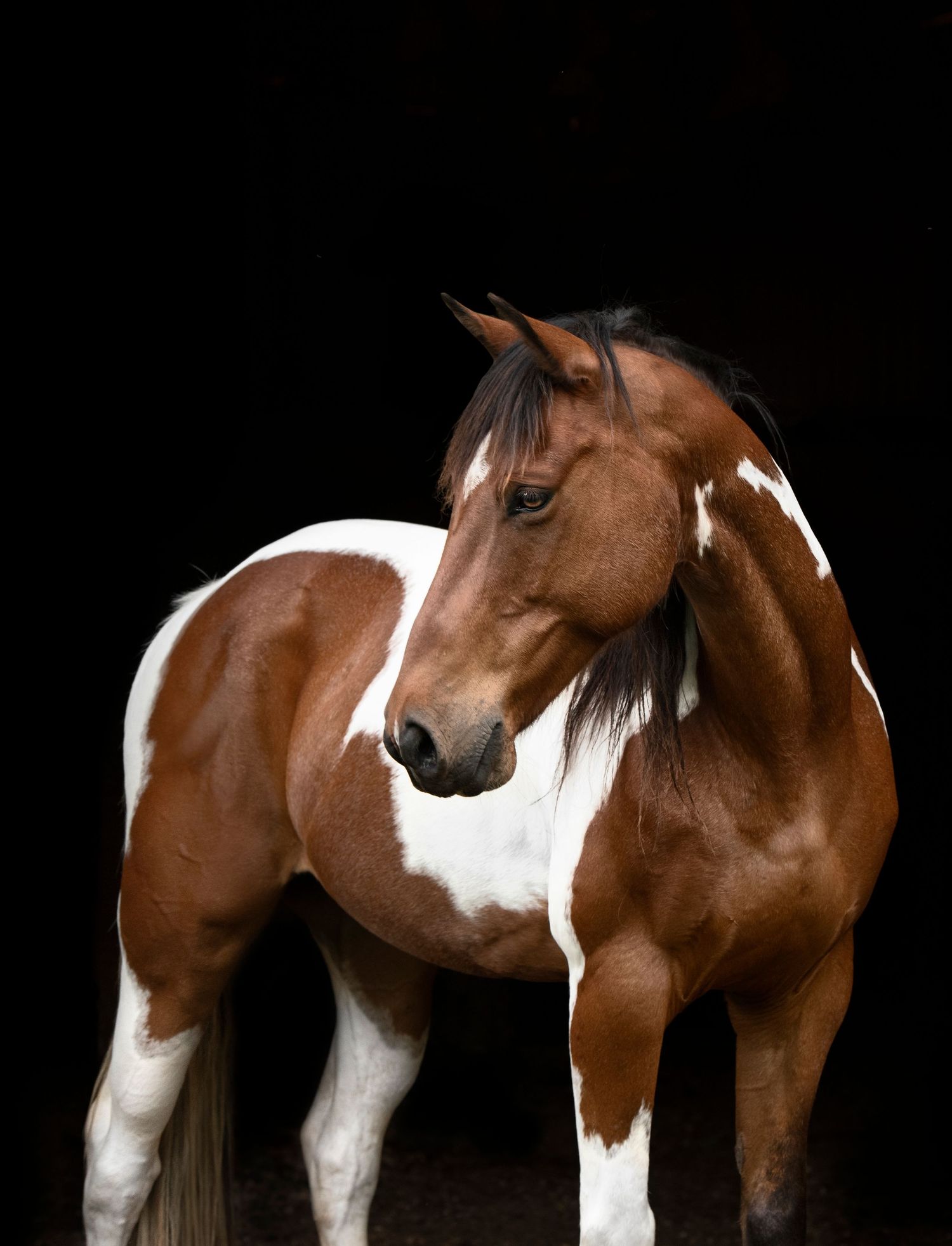 Equine Photography