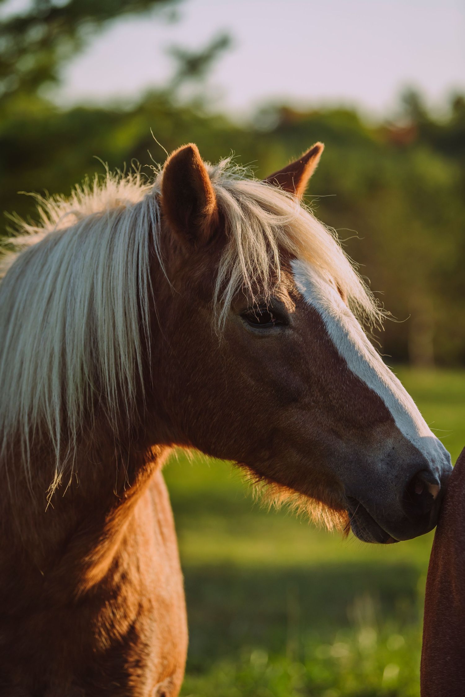 Equine Photography