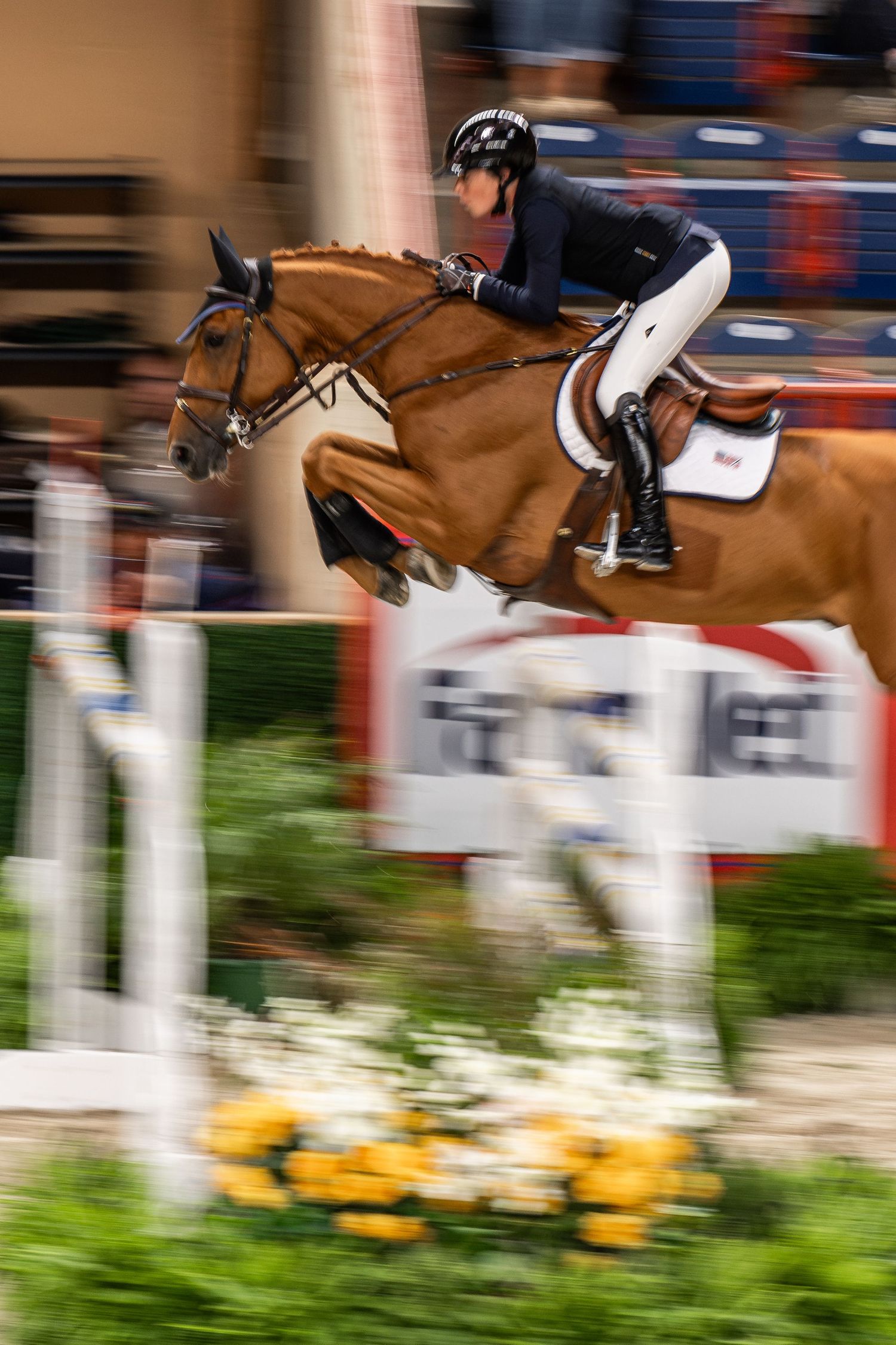Equine Photography