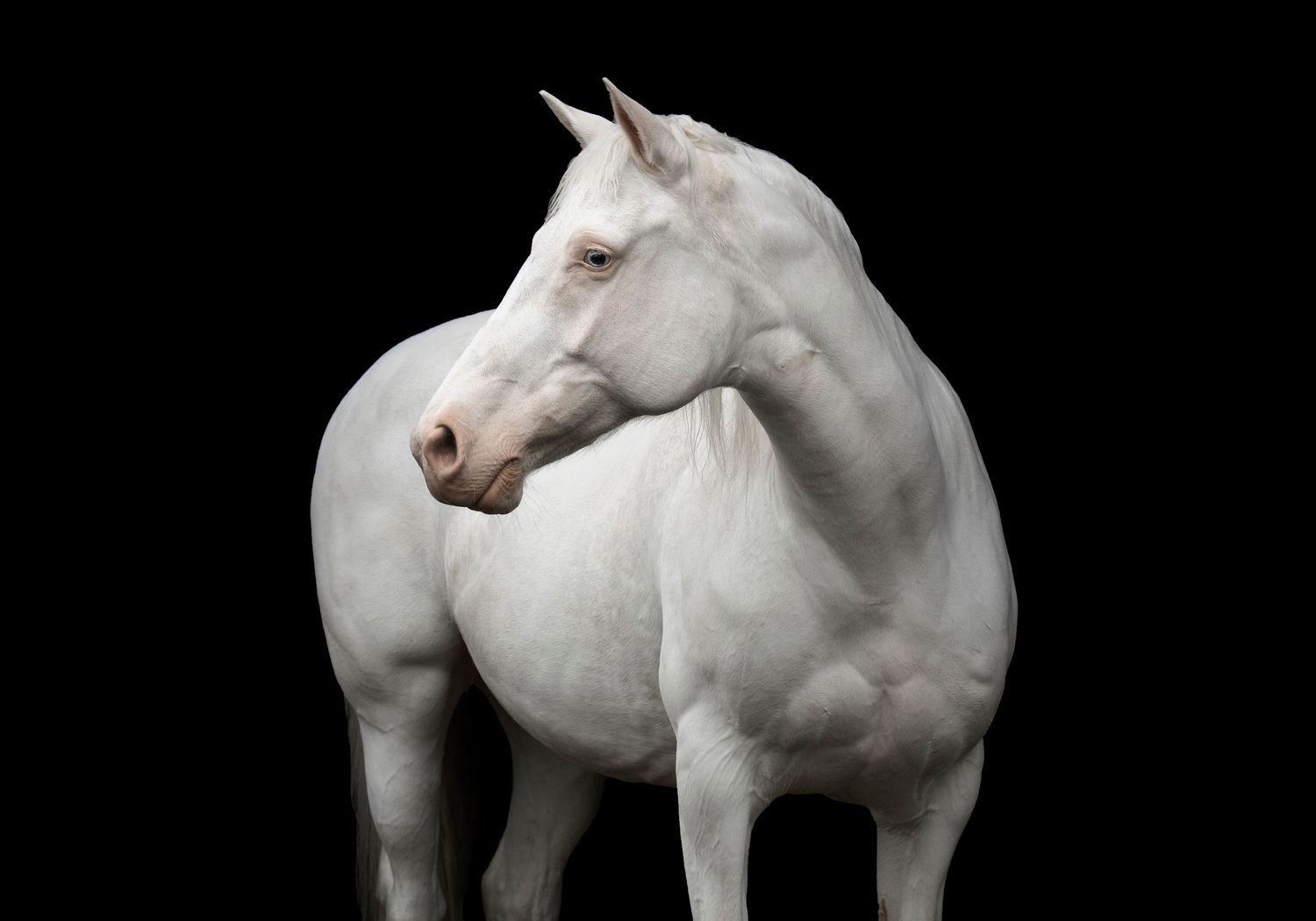 Equine Photography