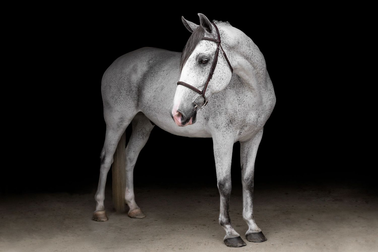 Equine Photography