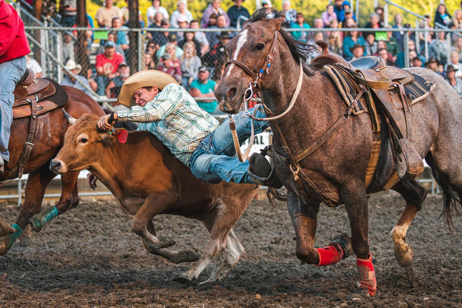 Rodeo Photography