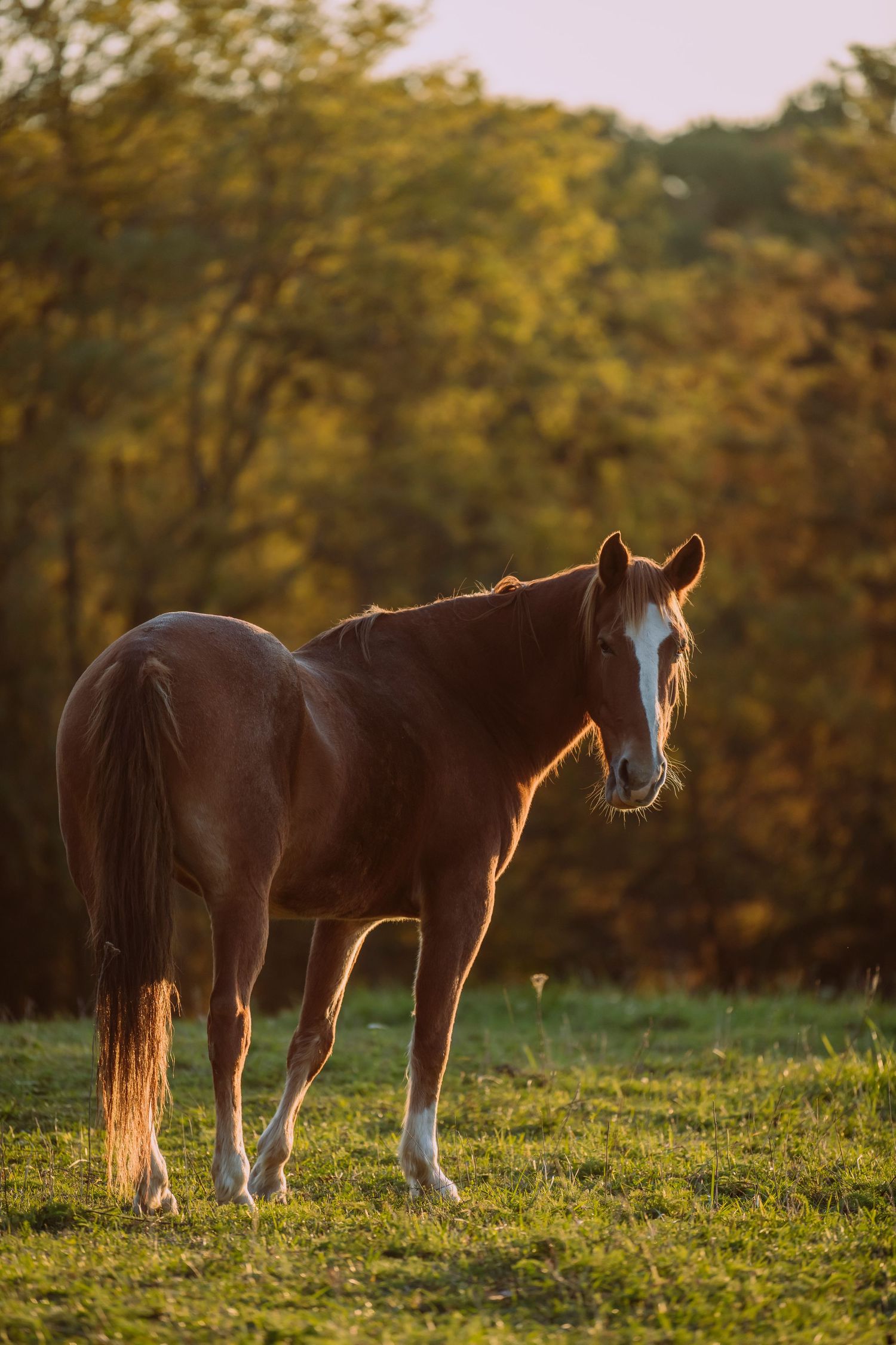 Equine Photography