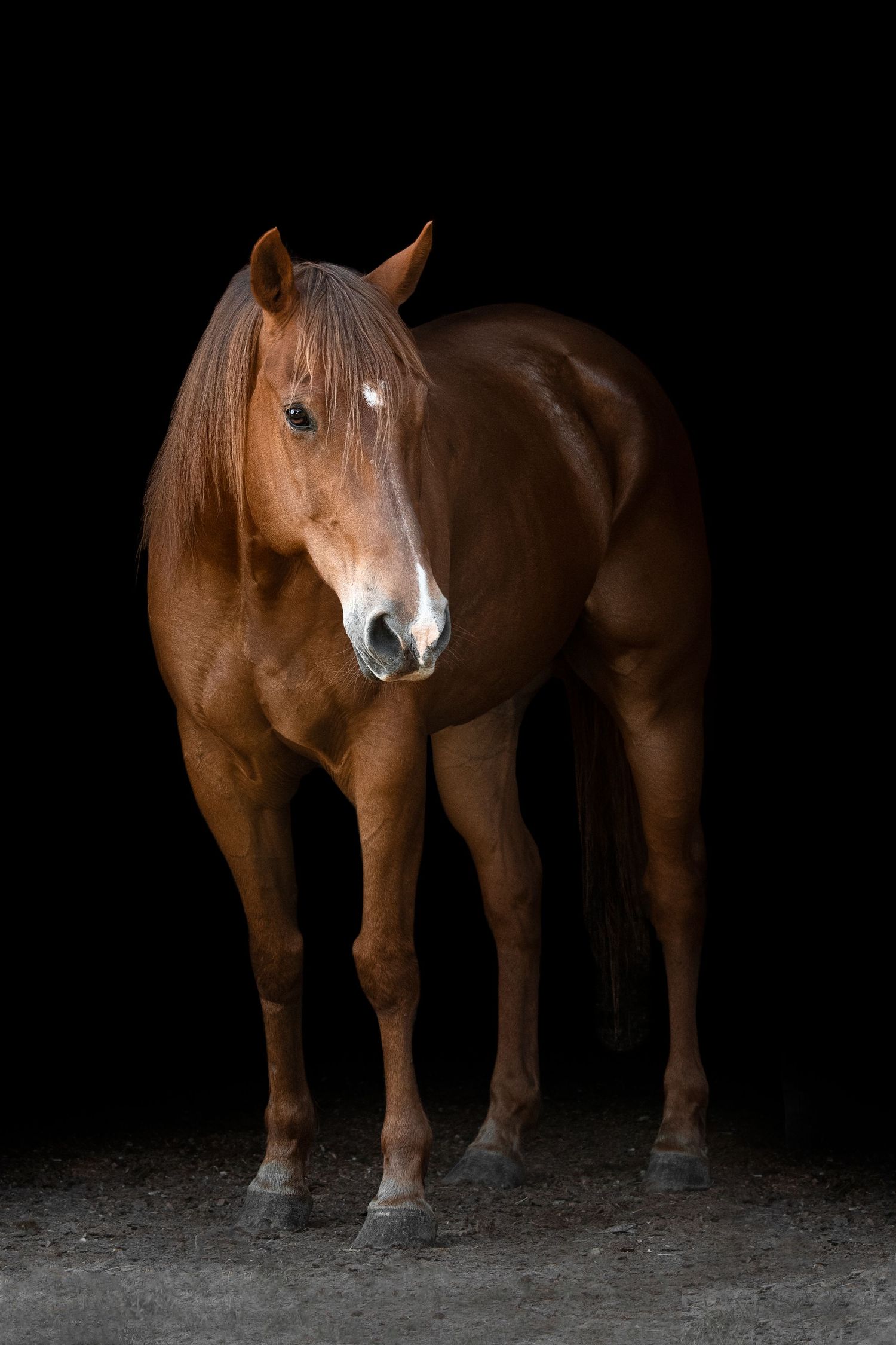 Equine Photography