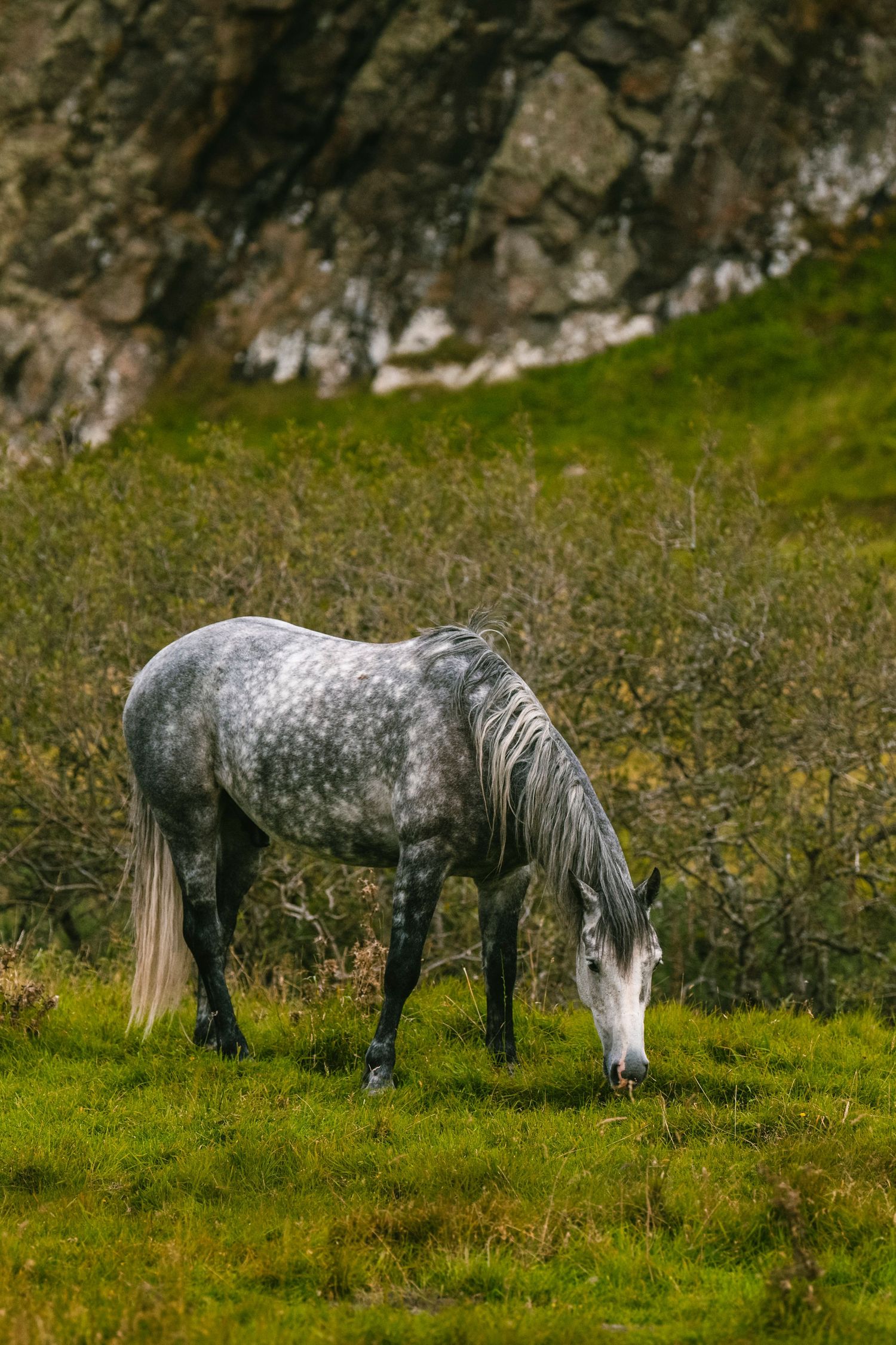 Equine Photography