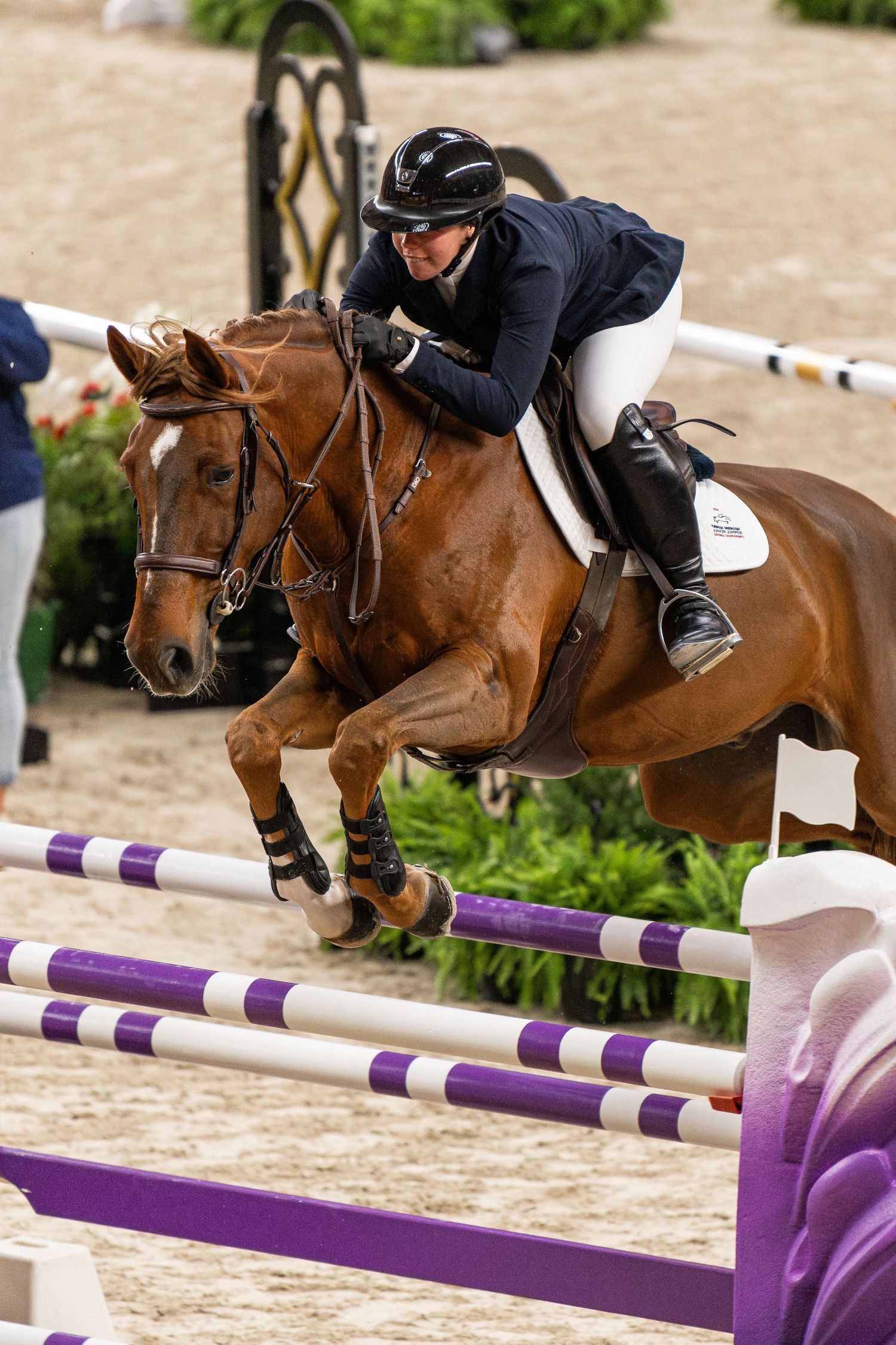 Equine Photography