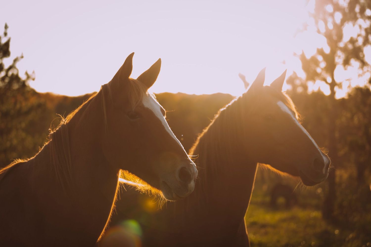 Equine Photography