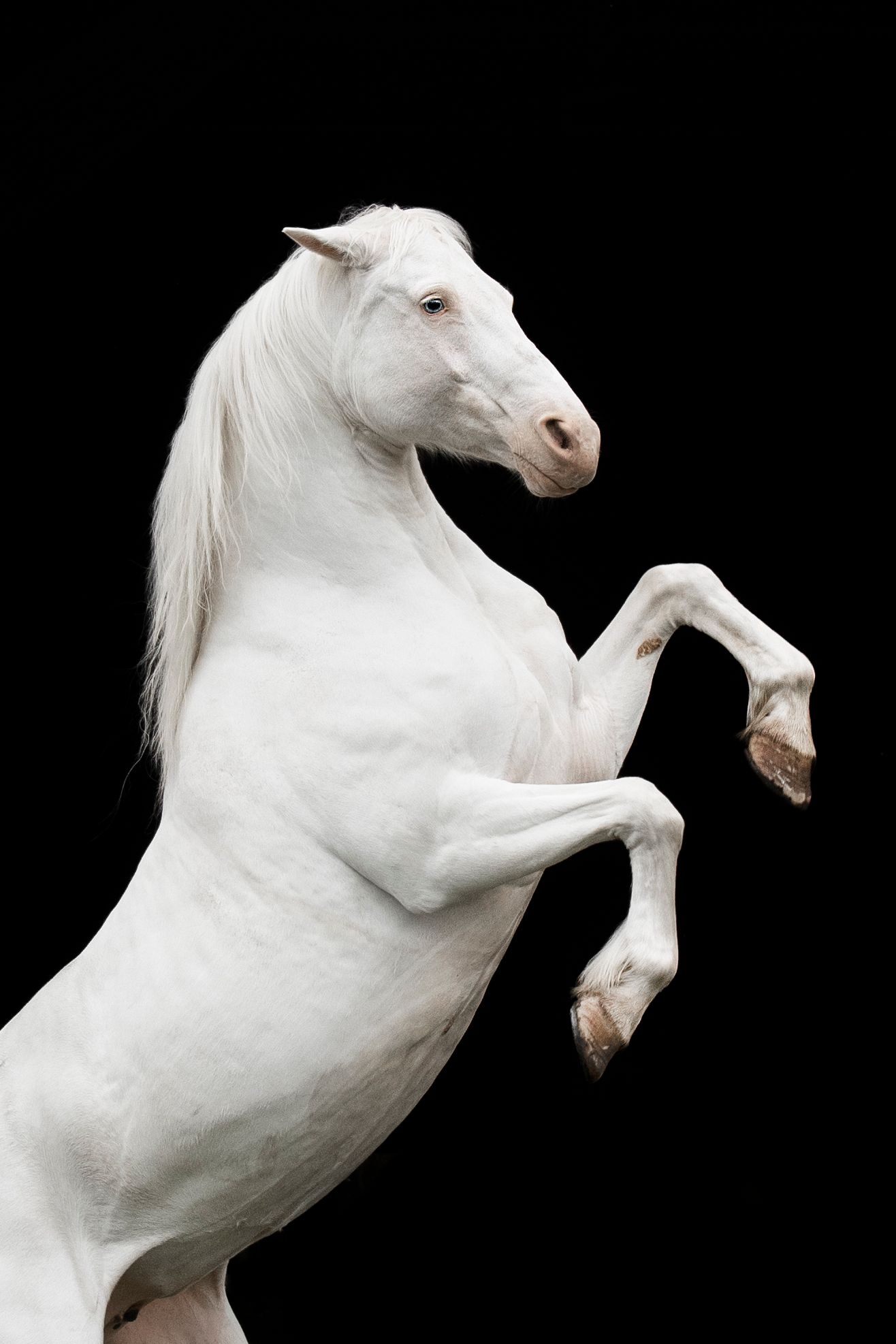 Equine Photography