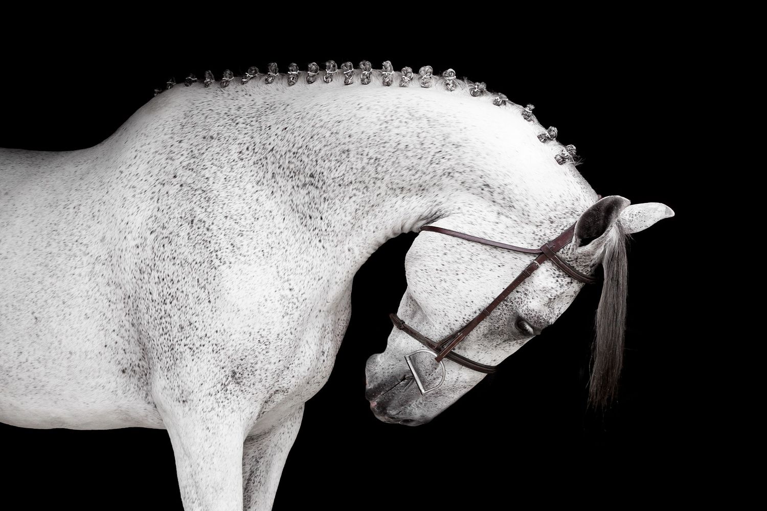 Equine Photography