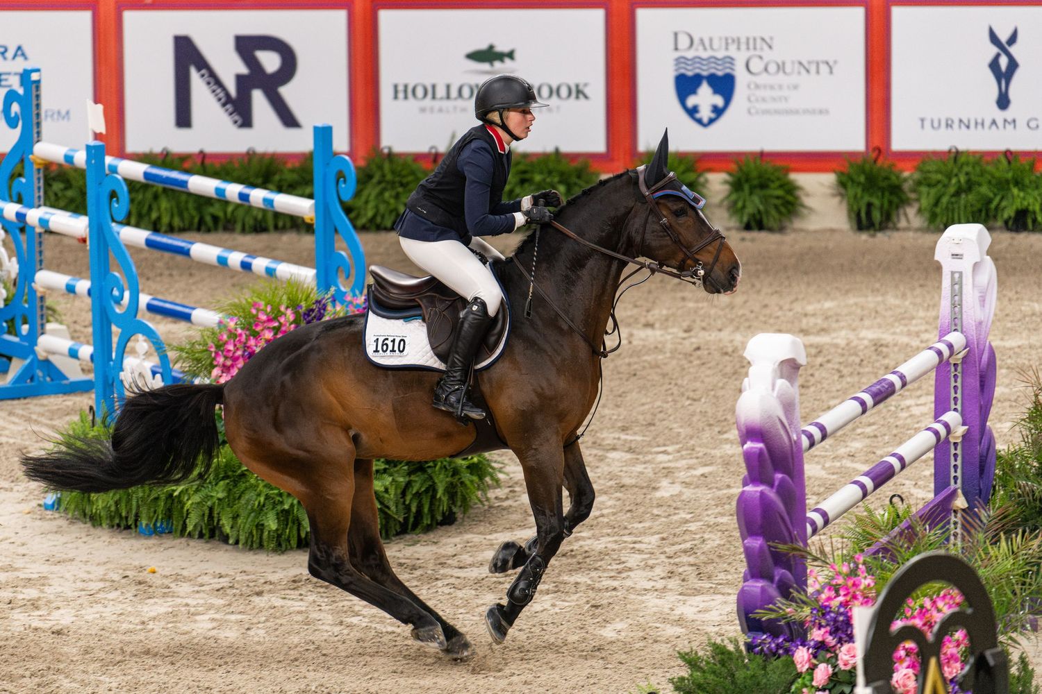 Equine Photography