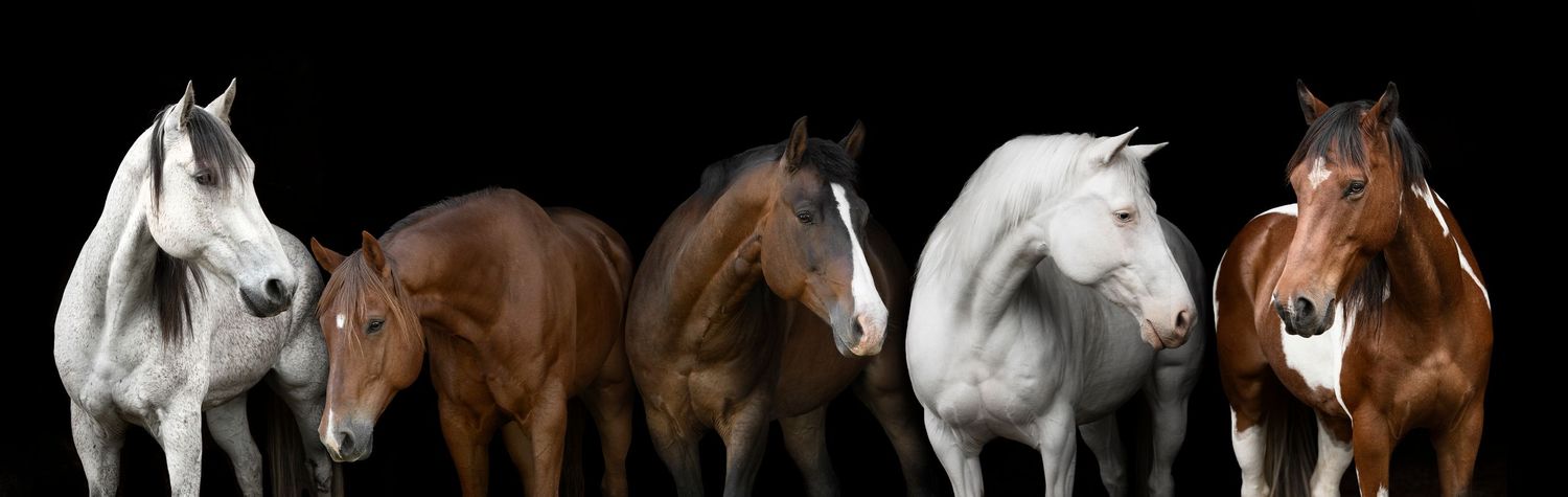 Equine Photography