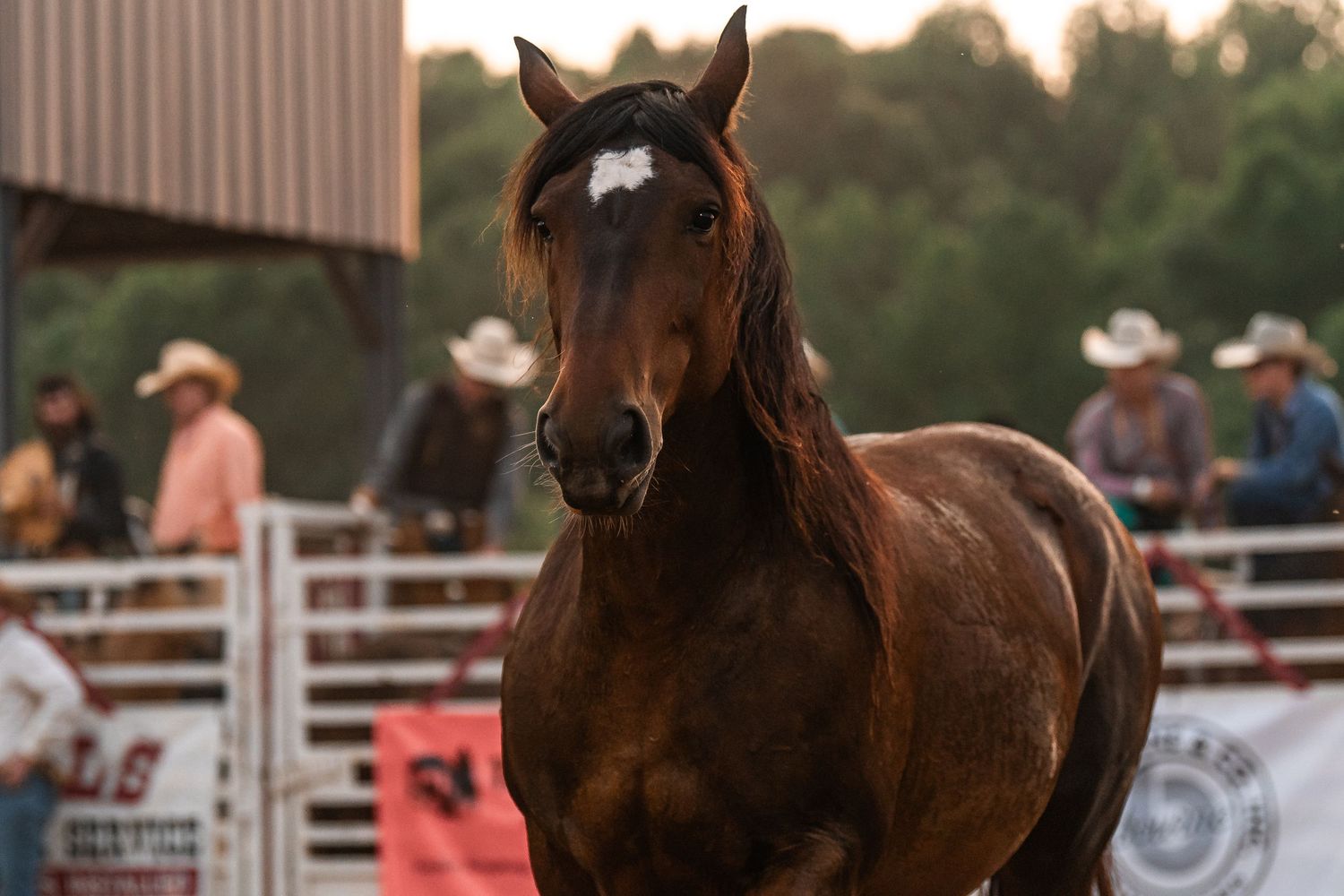 Rodeo Photography