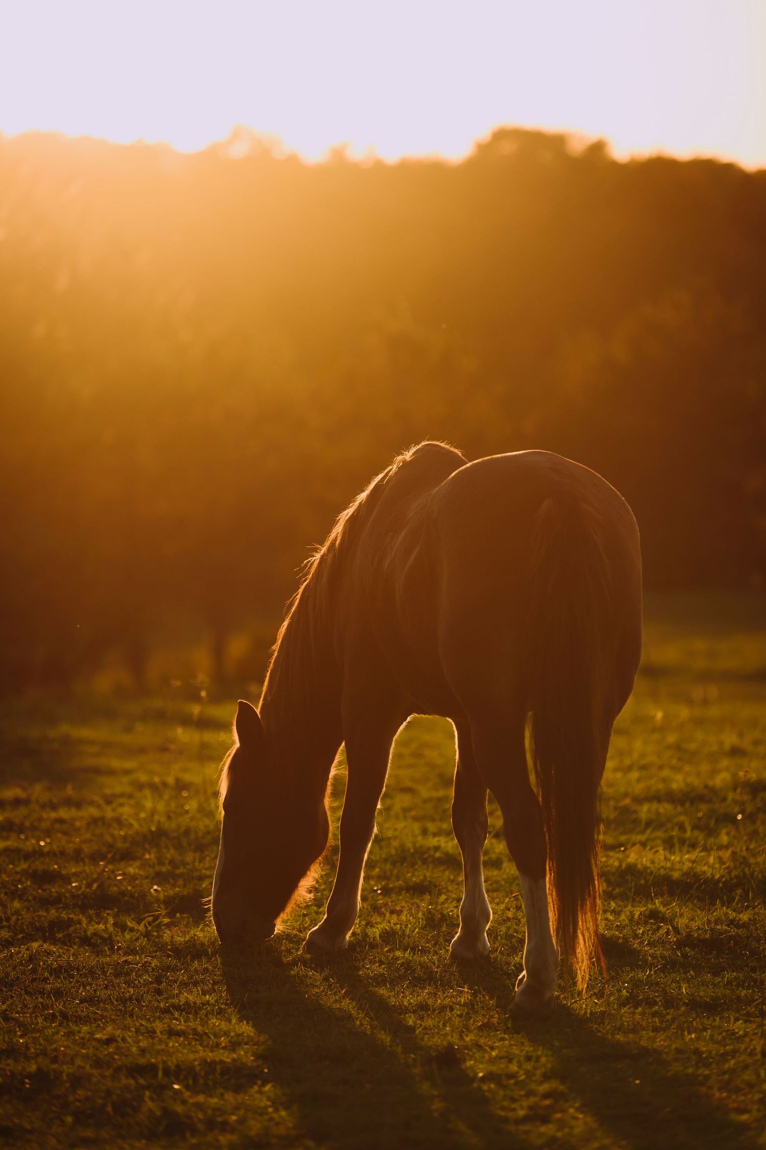 Equine Photography