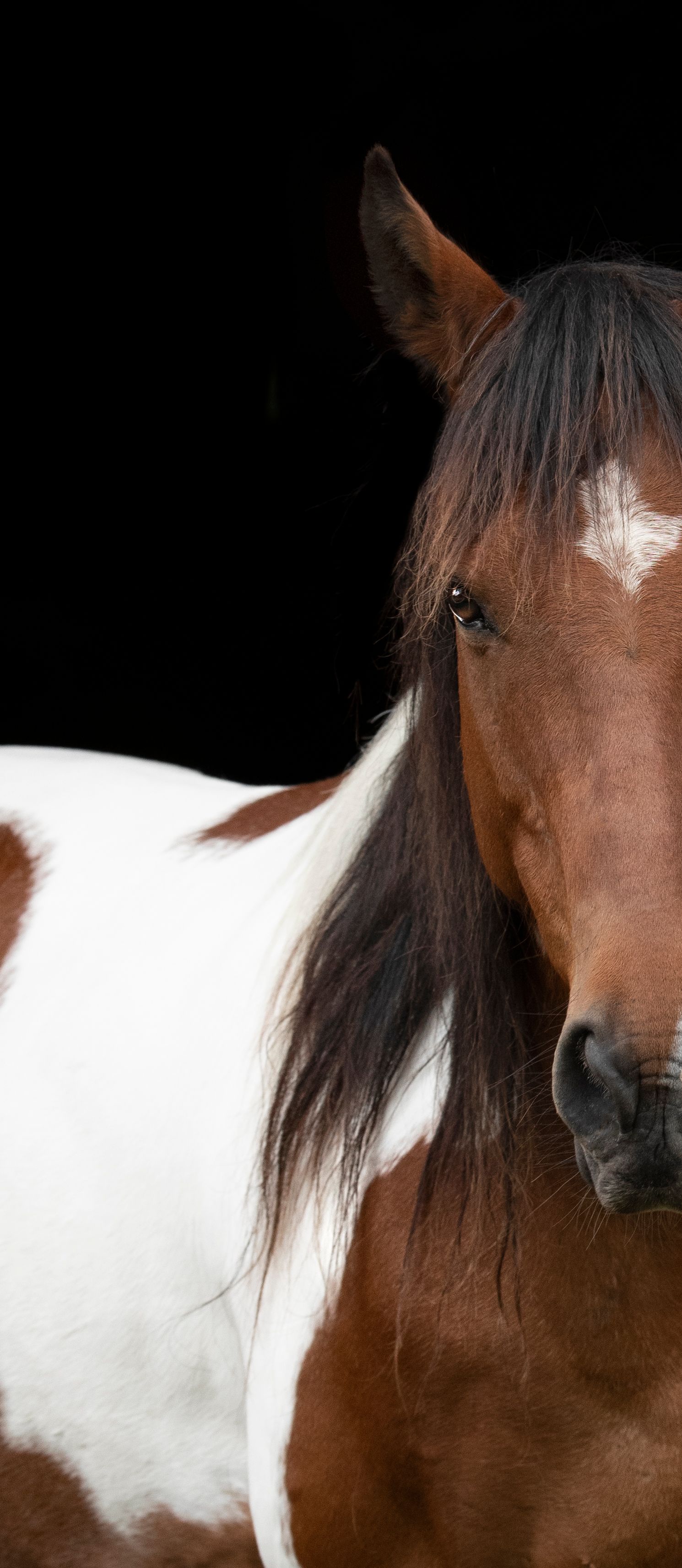 Equine Photography