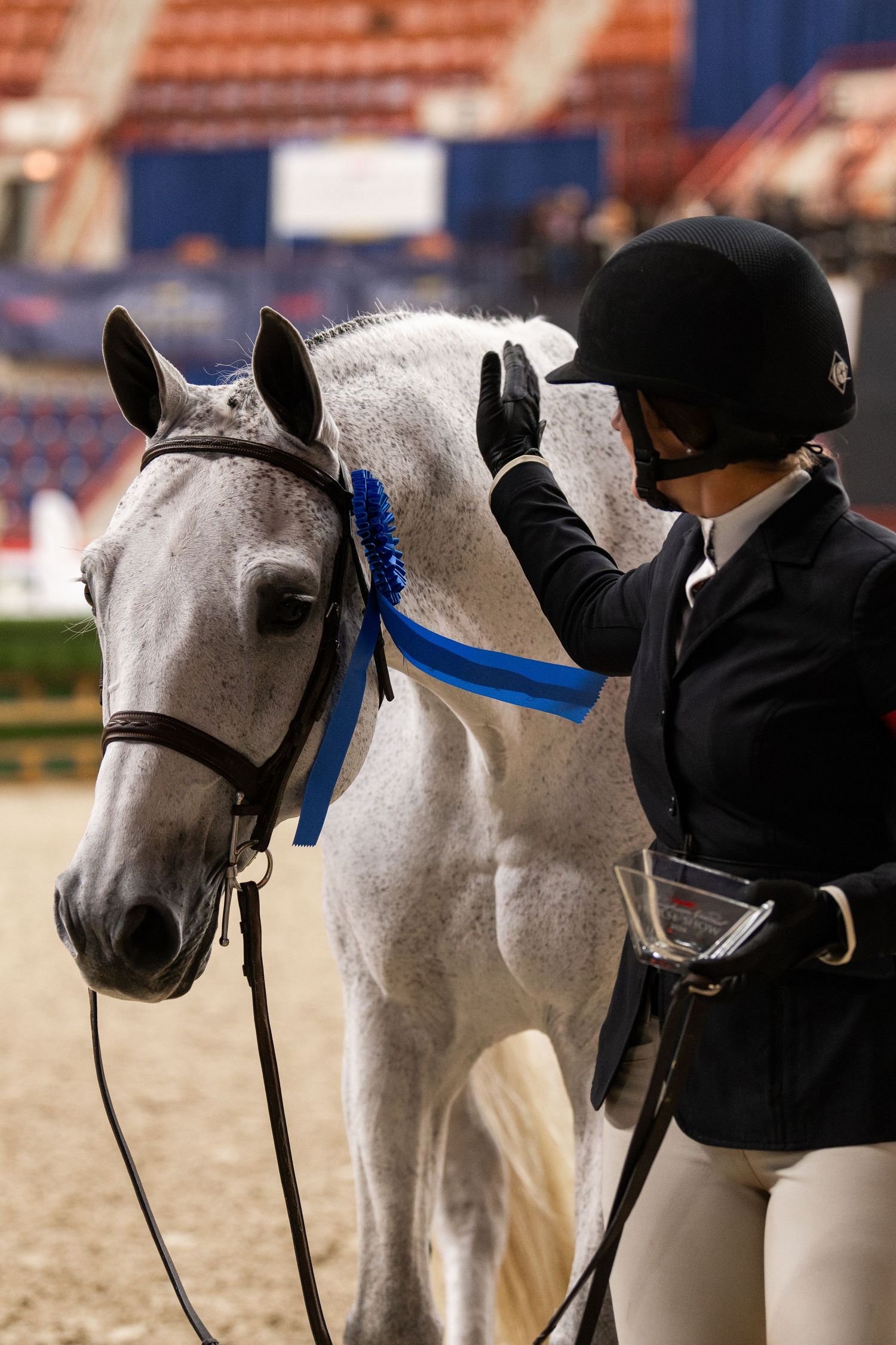 Equine Photography