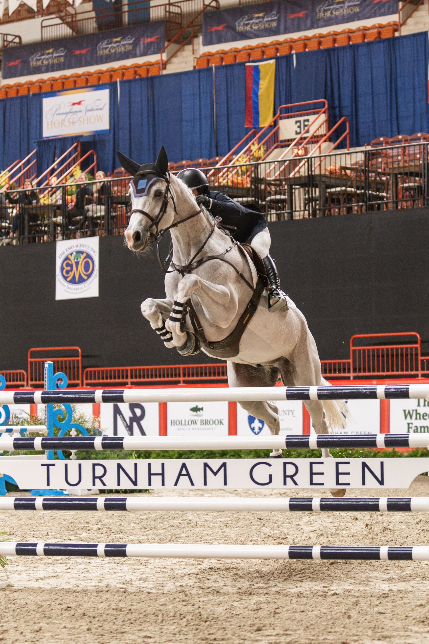 Equine Photography