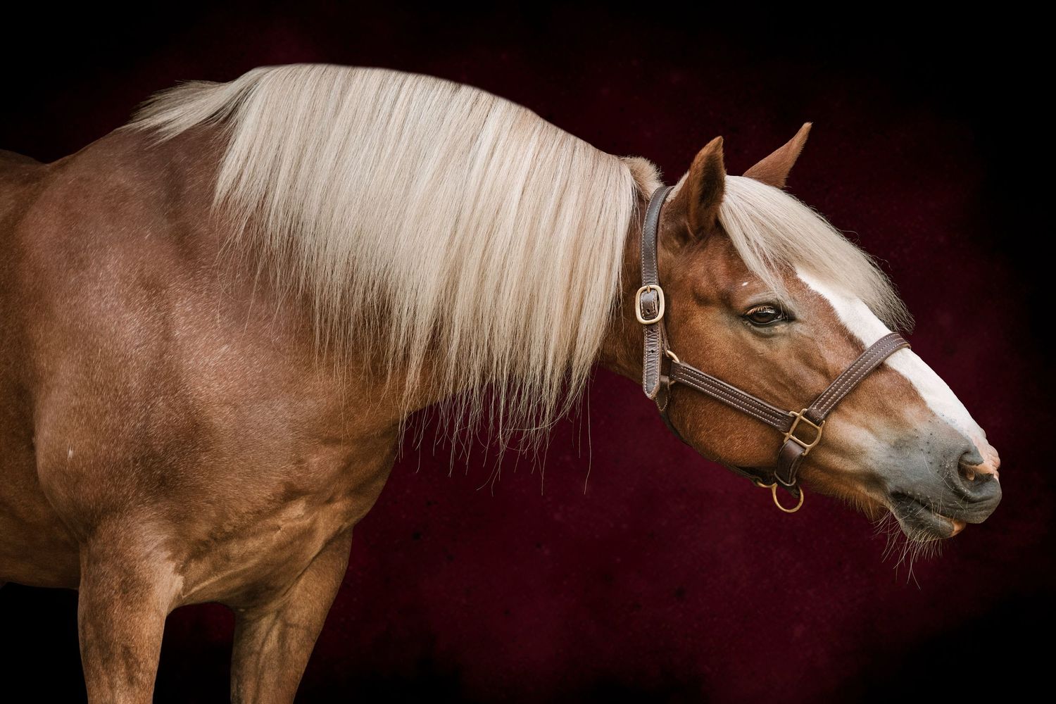 Equine Photography