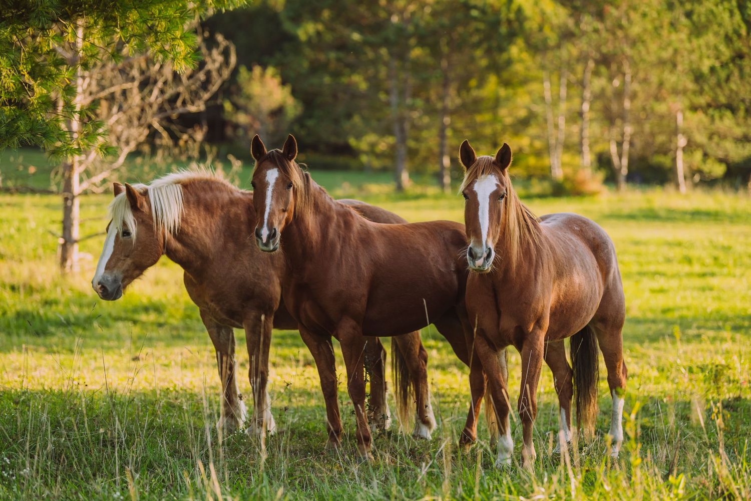 Equine Photography
