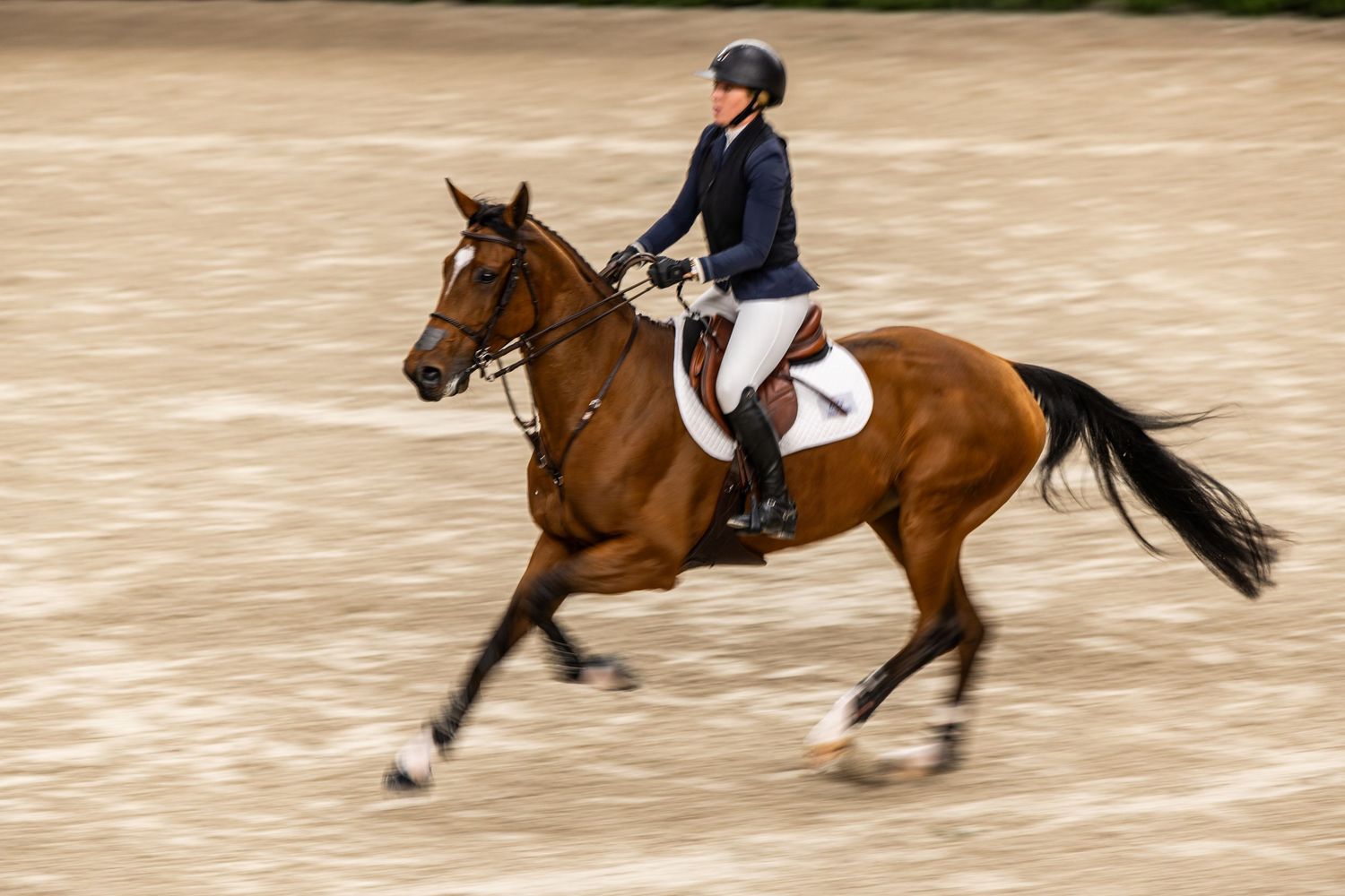 Equine Photography