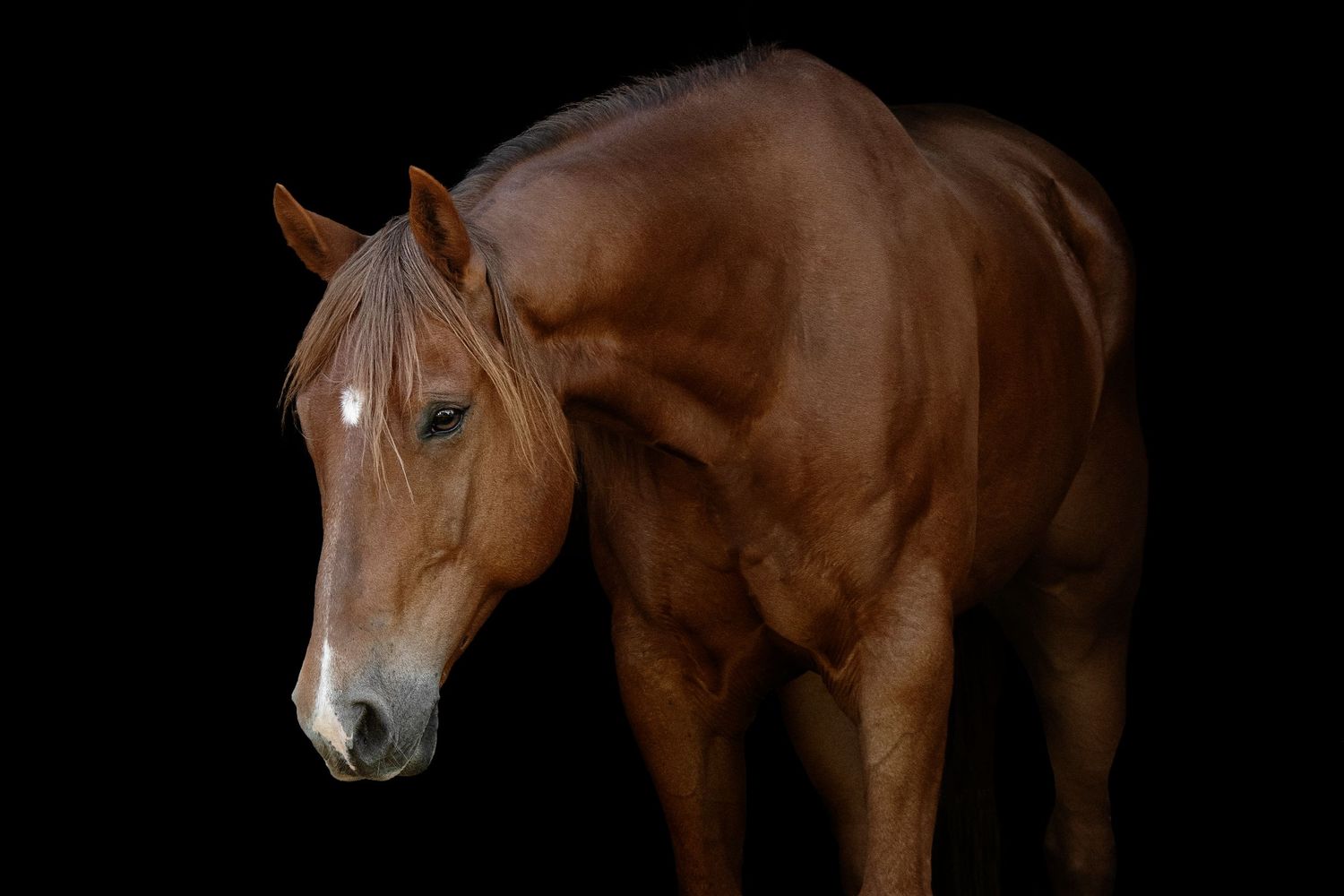 Equine Photography