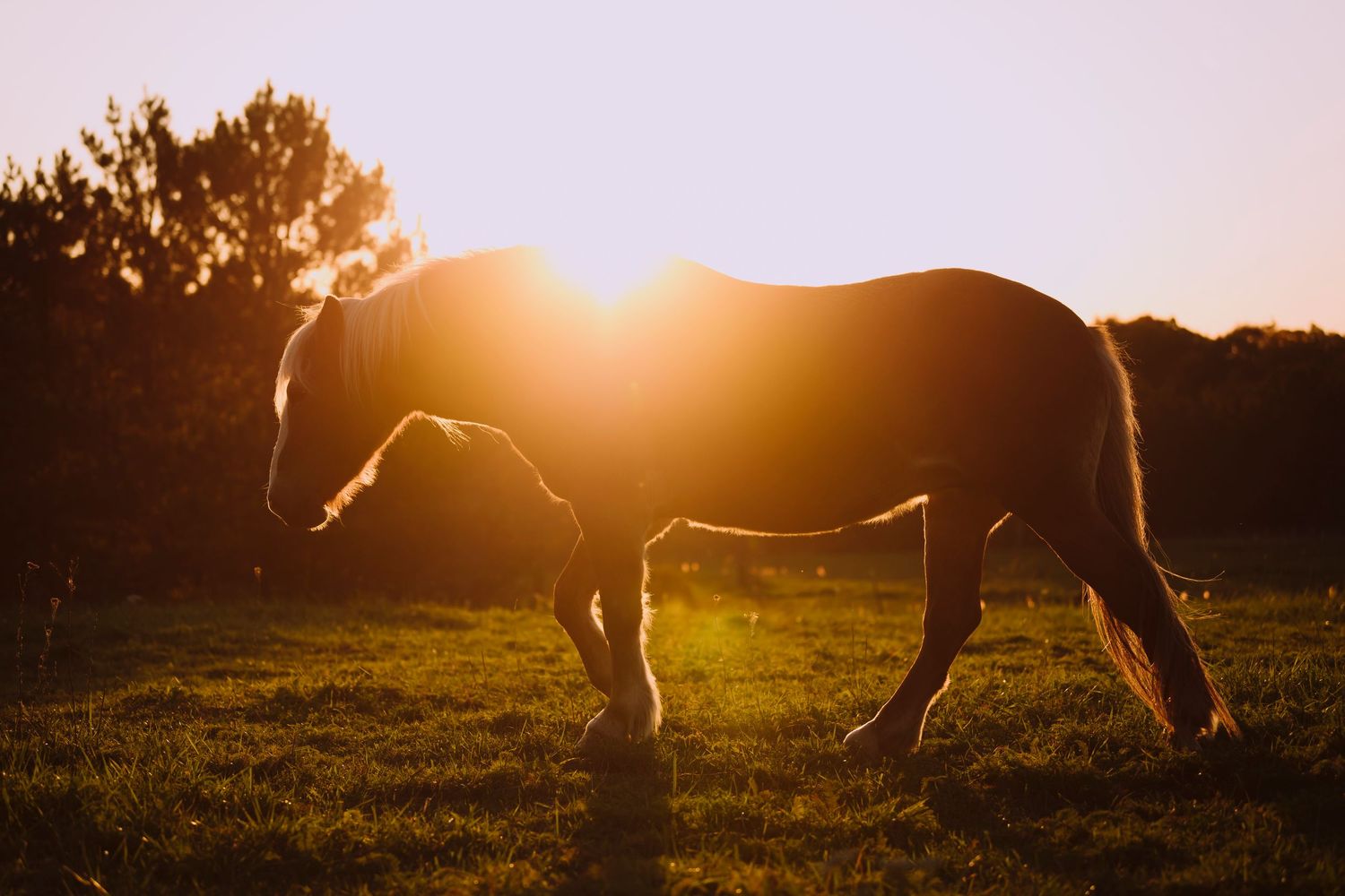 Equine Photography