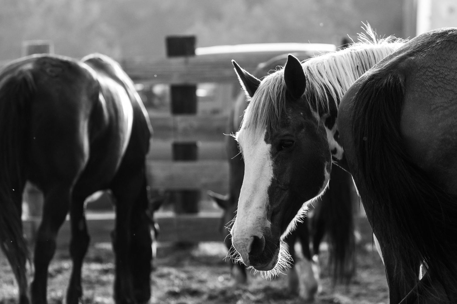 Rodeo Photography