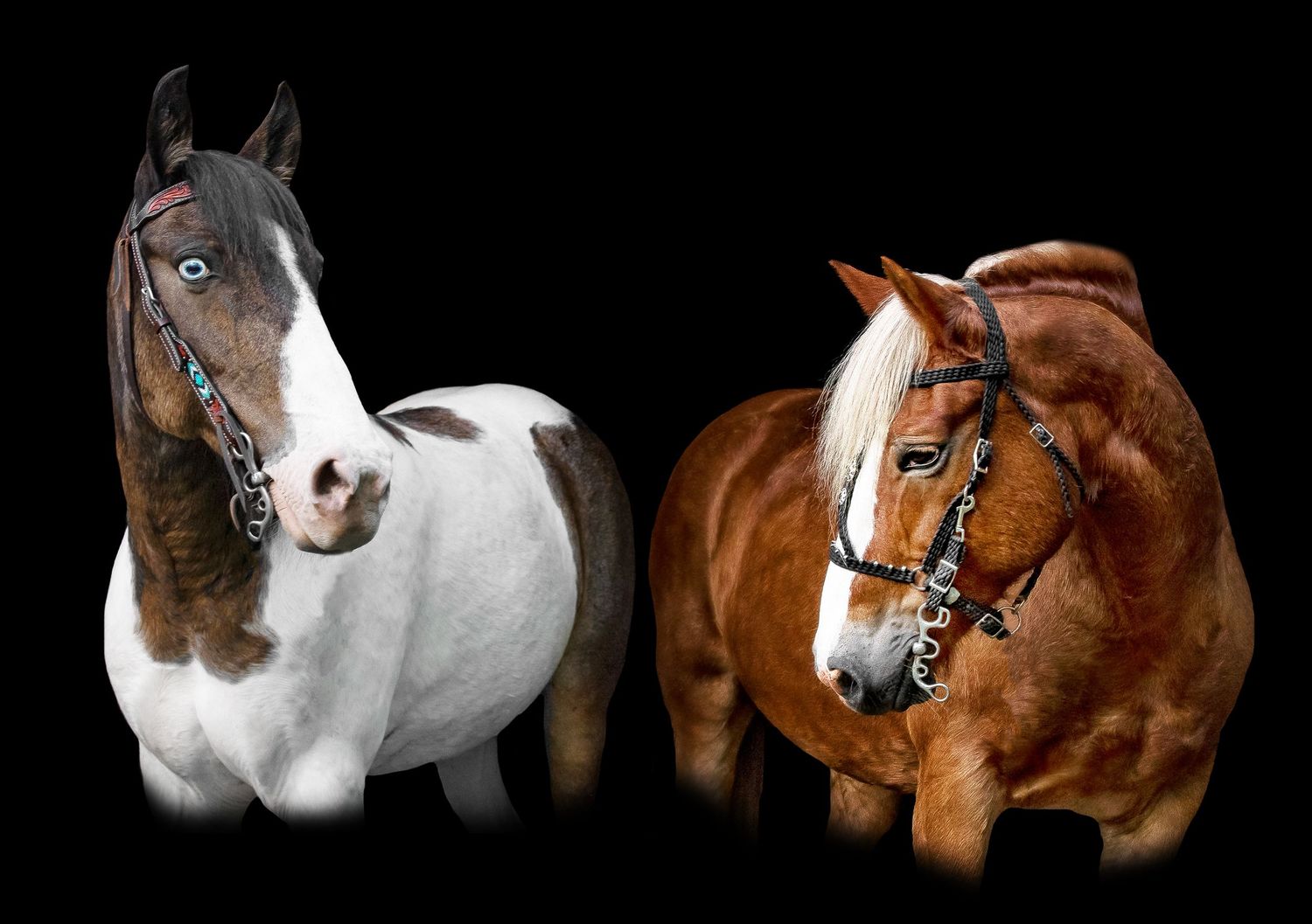 Equine Photography