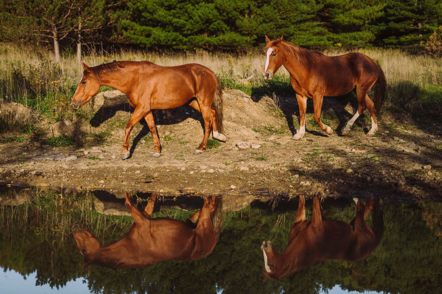 Equine Photography