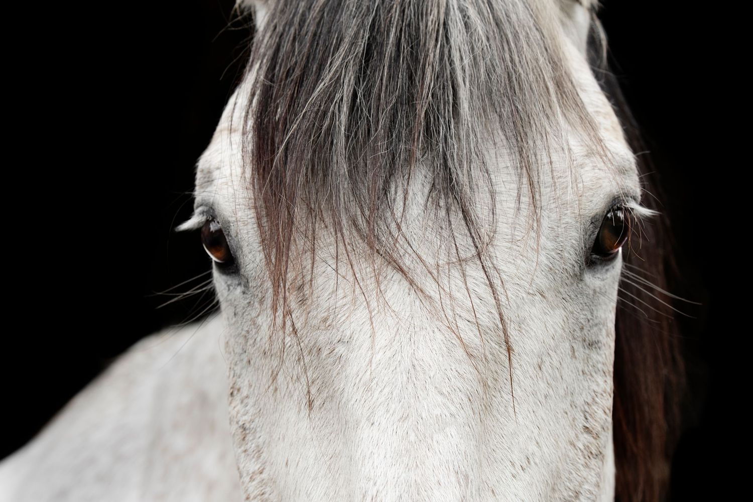 Equine Photography