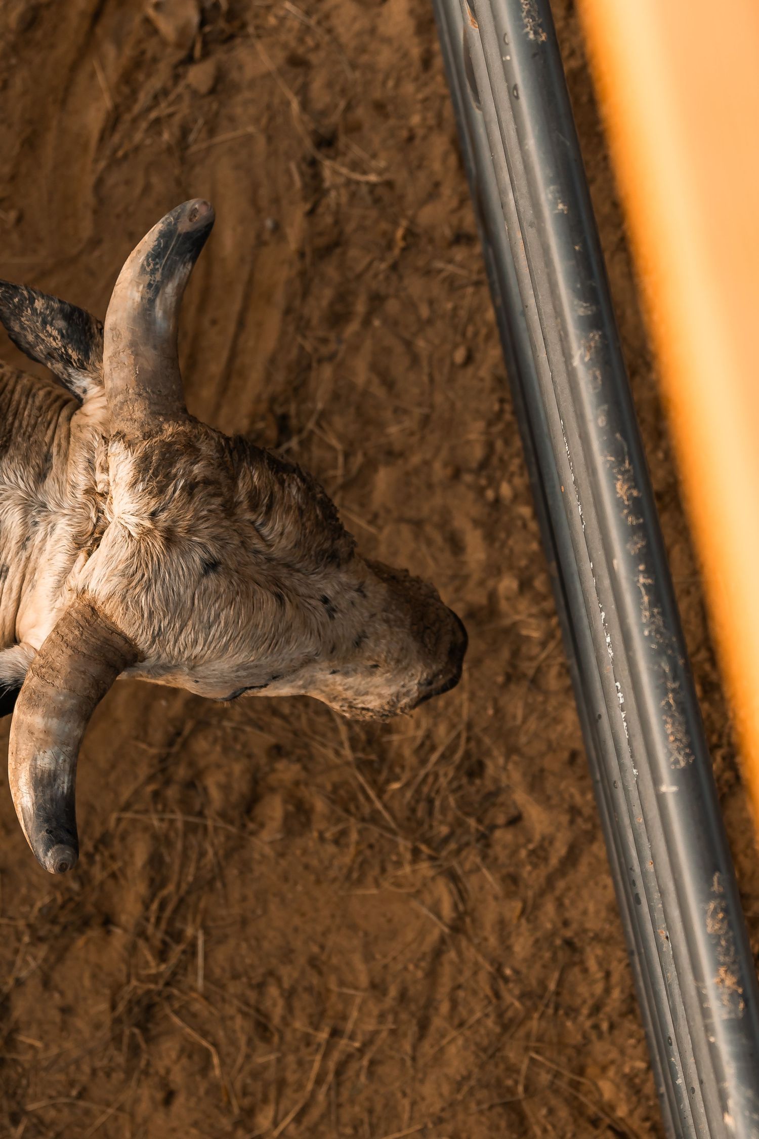 Rodeo Photography