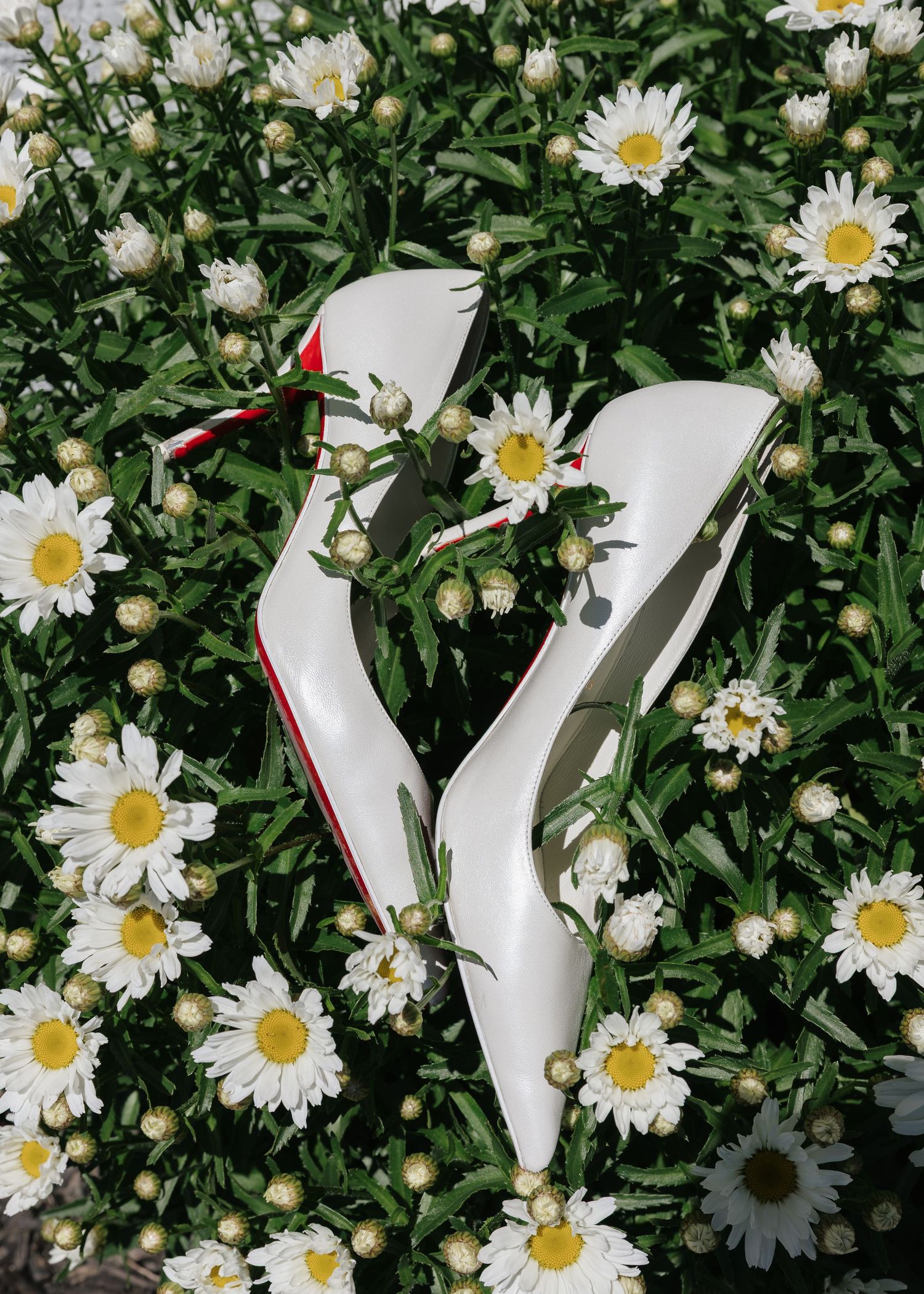 White stiletto heels with red accents resting among blooming white daisies and green foliage.