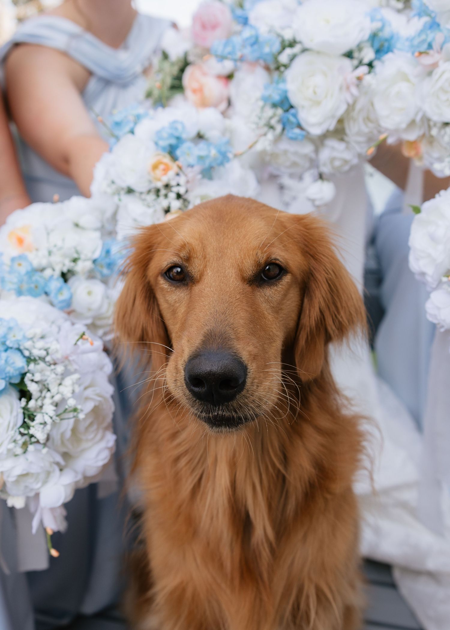 Golden retriever dog poses in multiple shots against white floral backdrop at wedding.