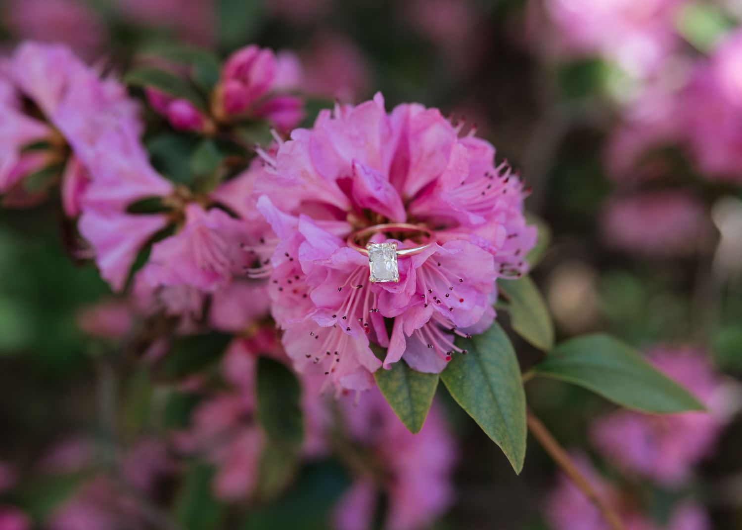 Close-up of vibrant pink rhododendron flowers in full bloom with lush green leaves in a garden setting.